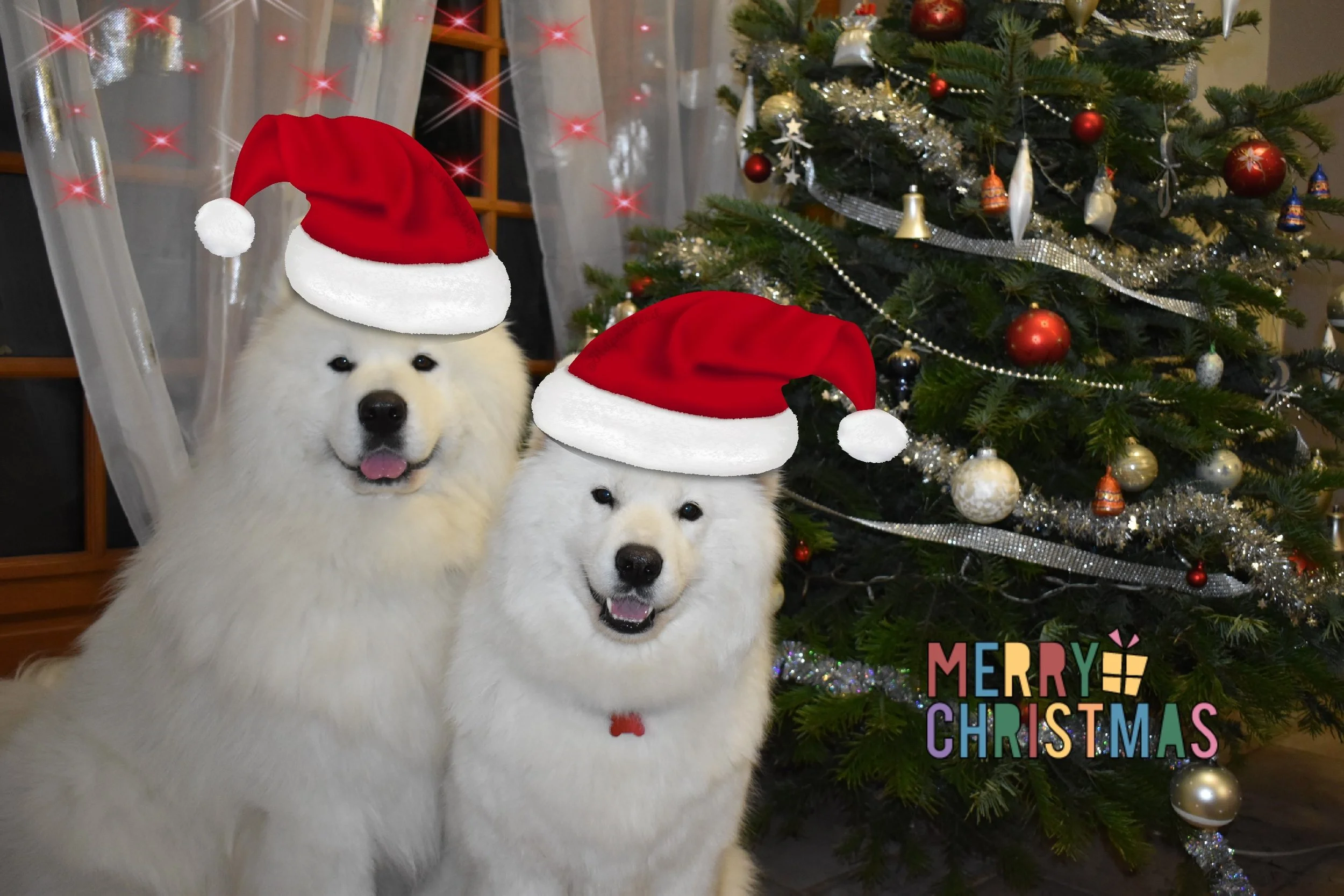 Samoyede Fêtes de Noël