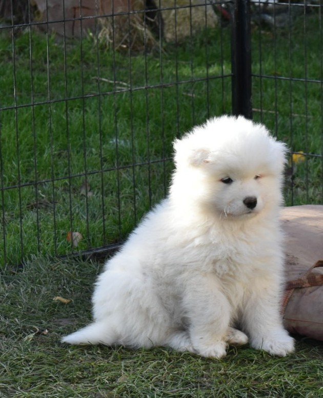 Chiot Samoyède blanc assis dans l’herbe, à l’intérieur d’un enclos extérieur, regard calme et pelage duveteux. Une scène tendre et paisible dans un jardin verdoyant.
