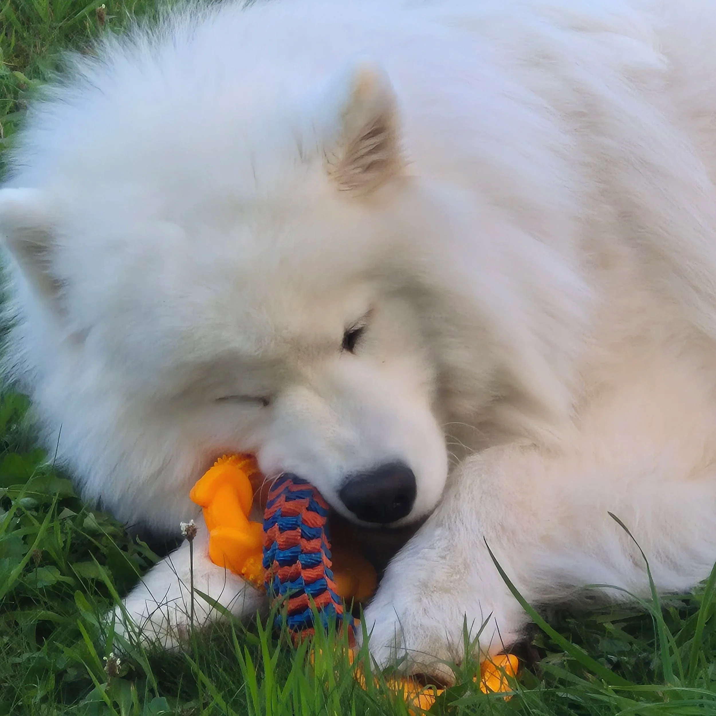 Un samoyède
 blanc joue avec un jouet en corde dans l'herbe verte.