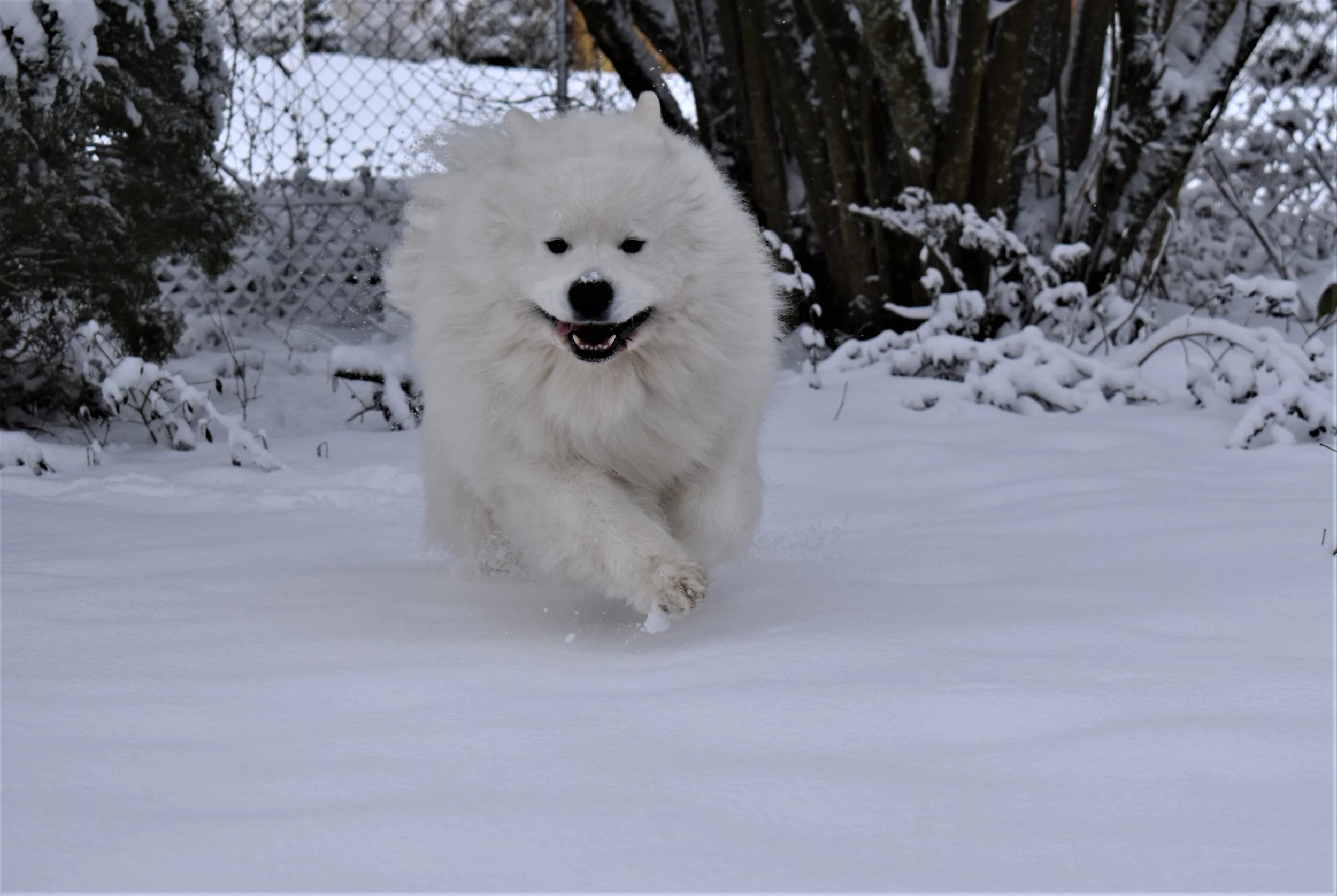 Samoyède blanc courant avec entrain dans un paysage enneigé, capturé en plein mouvement, les pattes avant levées. En arrière-plan, des arbres et une clôture soulignent l’ambiance hivernale et la vivacité du chien.