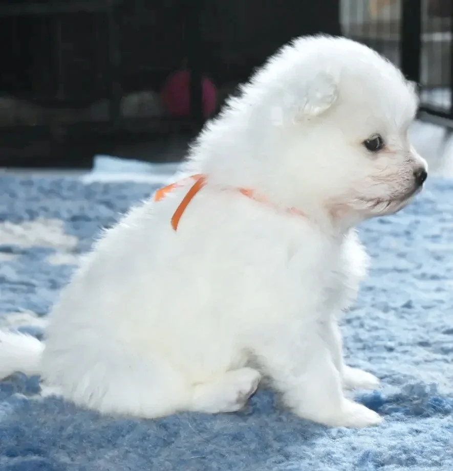 Un chiot samoyède assis sur une surface de neige ou de glace.