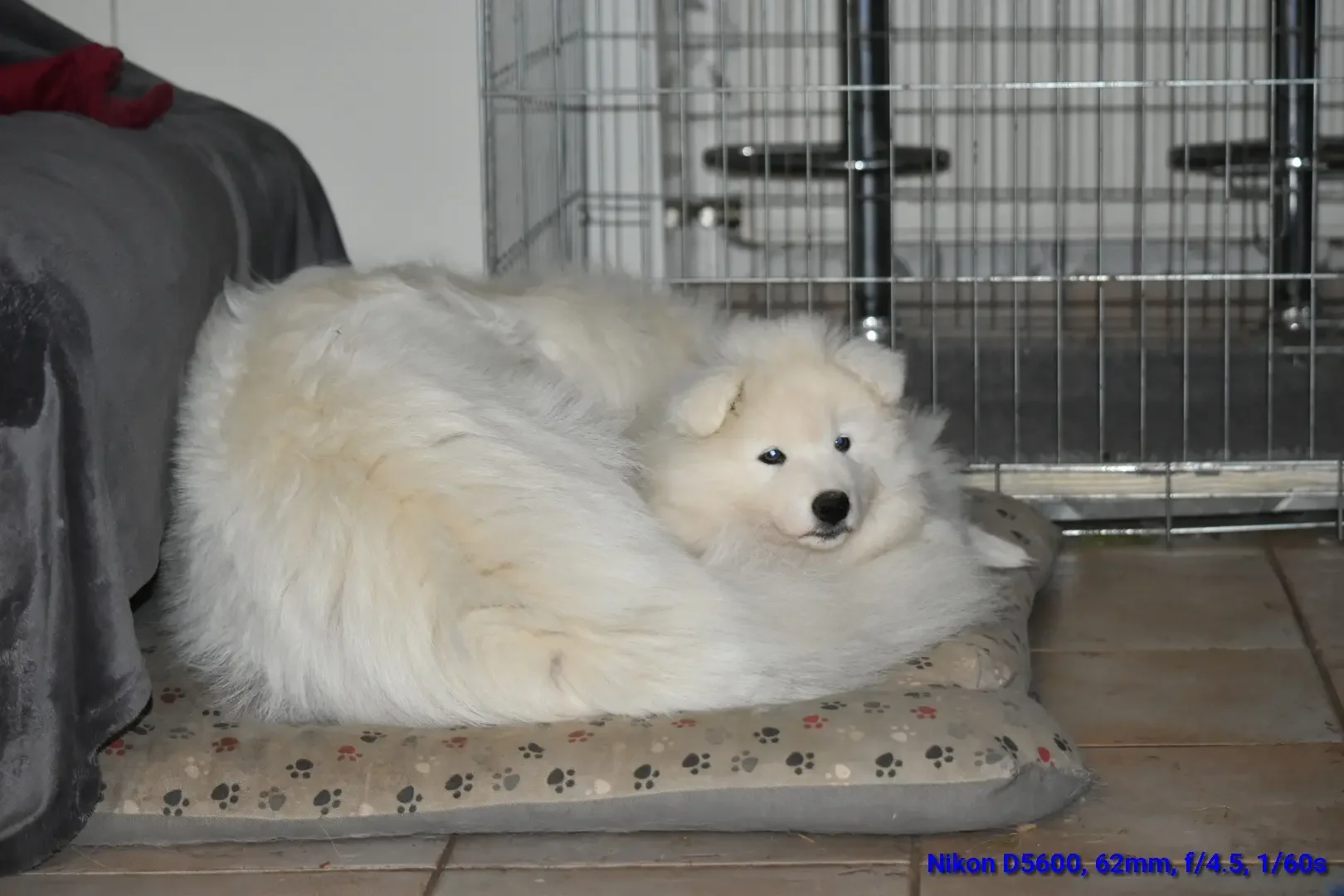 Chiot samoyède allongé sur une couverture avec sa maman dans une pièce avec une cage en métal en arrière-plan.