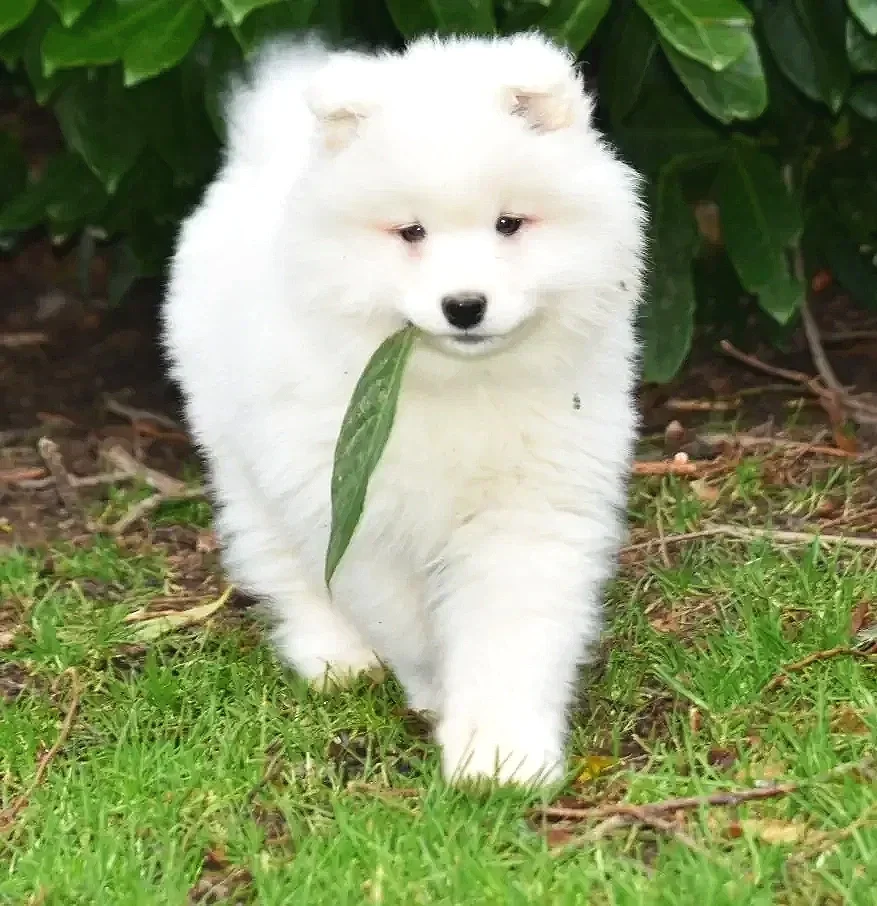 Chiot samoyède marchant dans l'herbe avec une feuille dans la gueule, entouré de buissons verts.