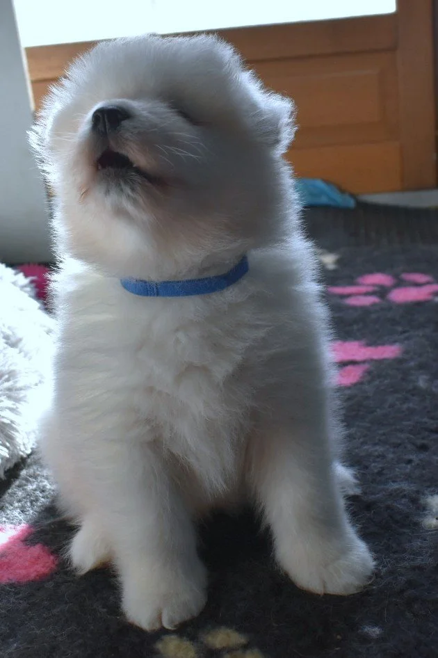 Chiot Samoyède LOF blanc, assis sur tapis à empreintes, collier bleu, posture expressive, lumière naturelle