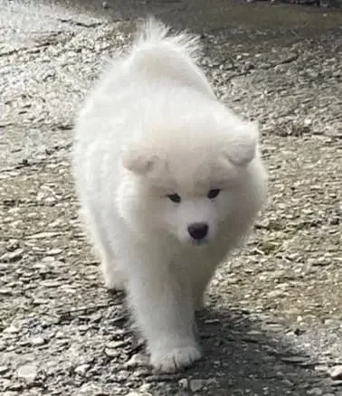 Un chiot blanc, samoyède, marchant sur un sol rocheux en extérieur.