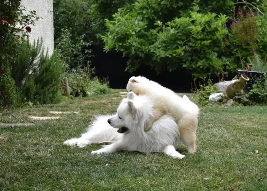 Deux samoyèdes un adulte et un chiot jouent ensemble dans un jardin verdoyant.