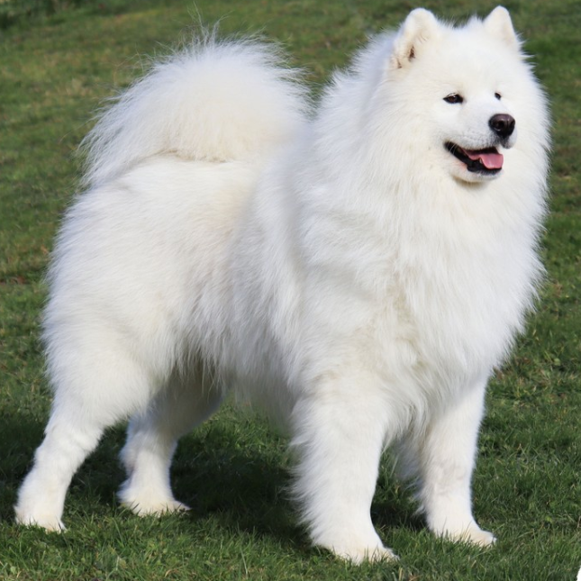 Un chien de race Samoyède blanc outdoors sur de l'herbe