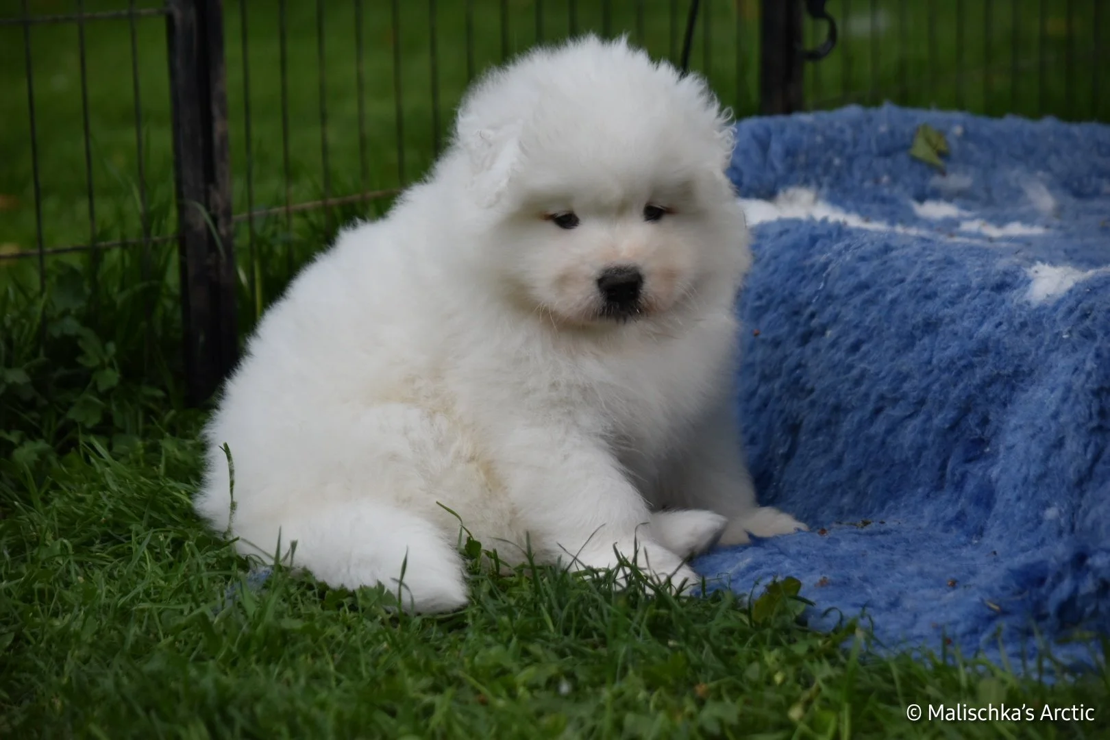 Un chiot samoyède blanc assis sur de l'herbe verte près d'une couverture bleue dans un enclos. Haute Savoie, élevage Malischka's Arctic