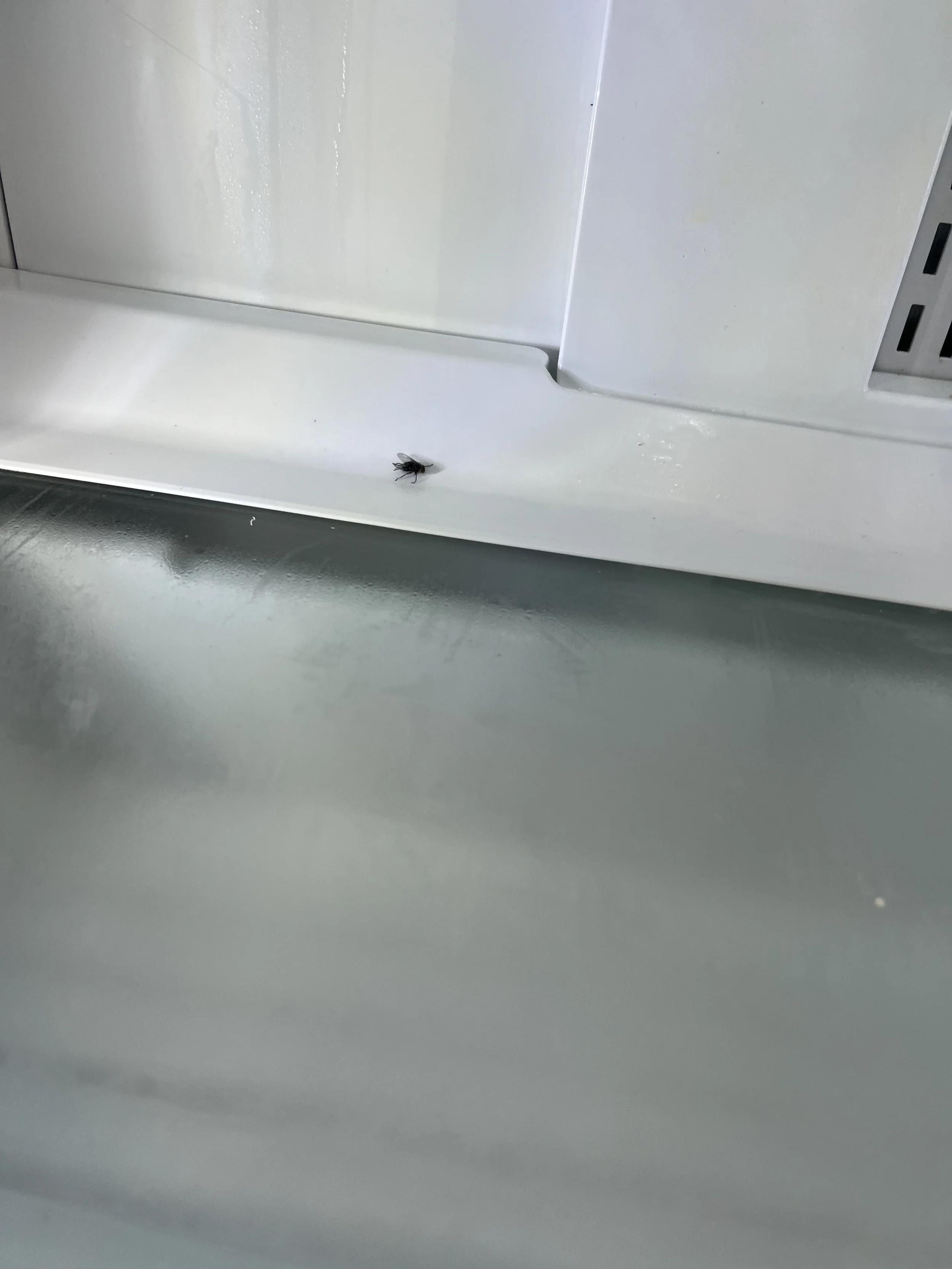 A small insect, possibly a fly, on a white metallic surface inside a refrigerator or appliance.