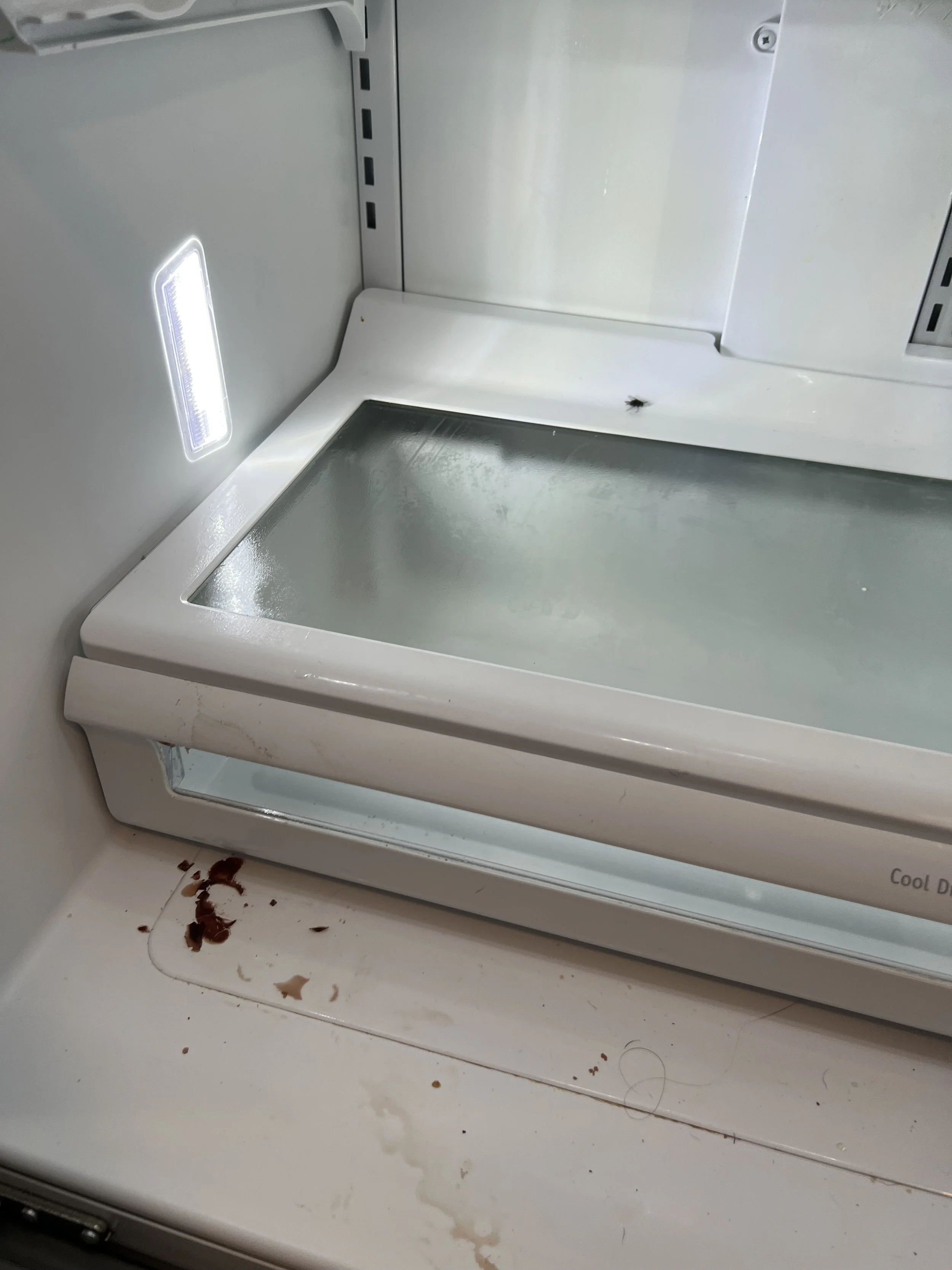 Inside of a refrigerator door with chocolate smeared at the bottom and a bug on the glass shelf.