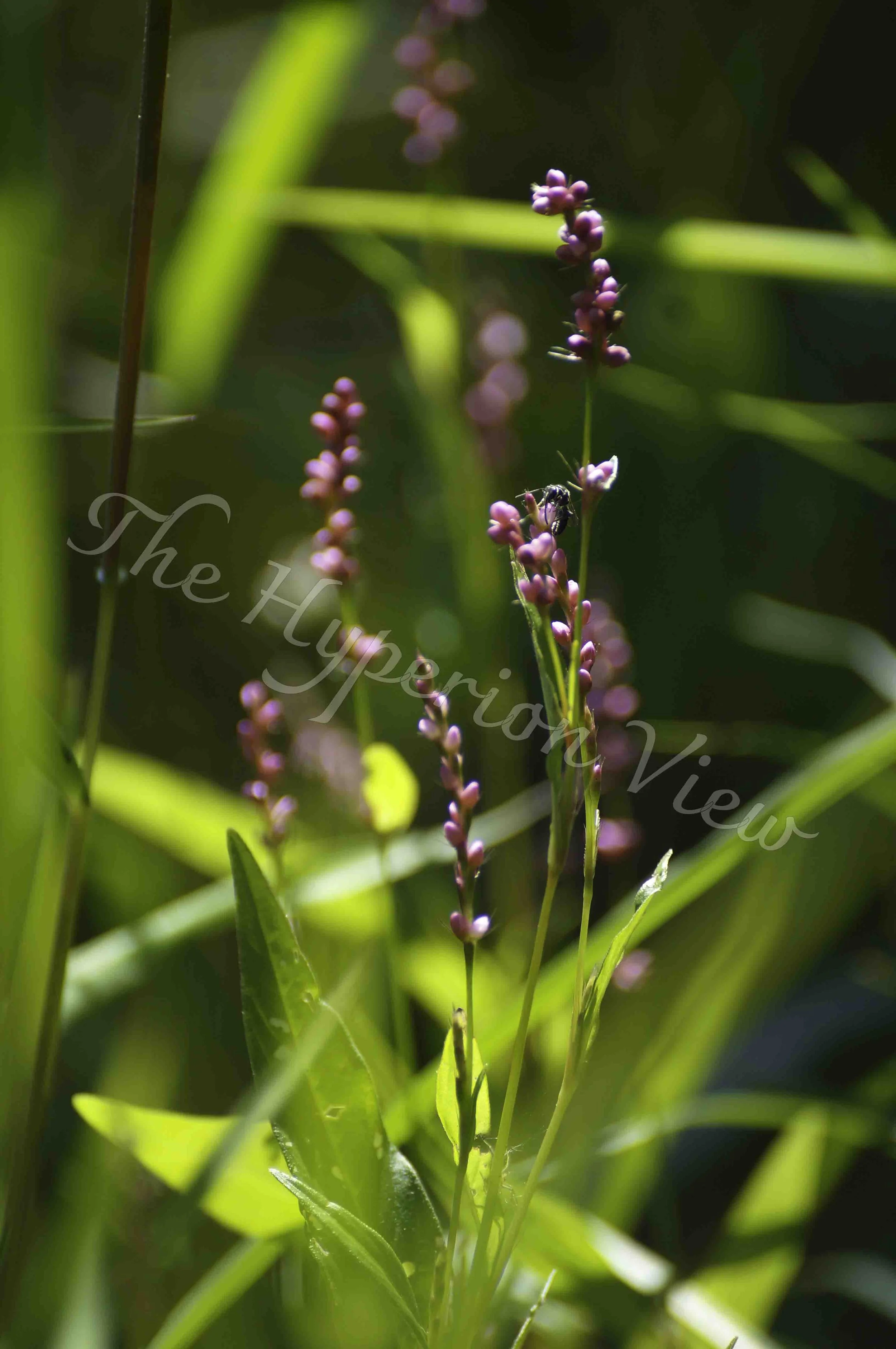 DSC08543-Edit 1copy.jpg