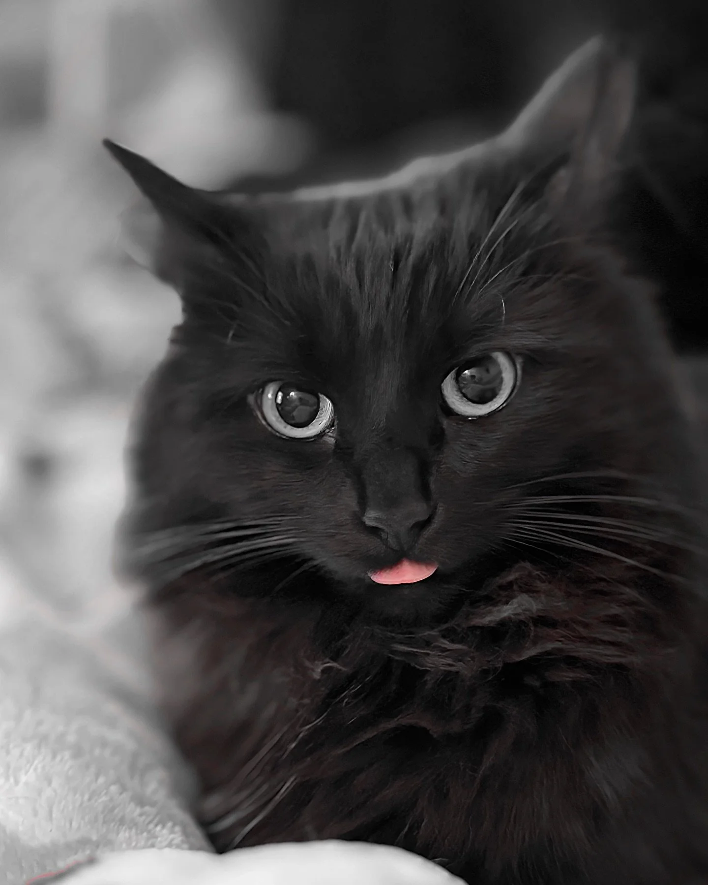 Blip blep 👅 

#catsofinstagram #blep #blackcat #blackcatlove