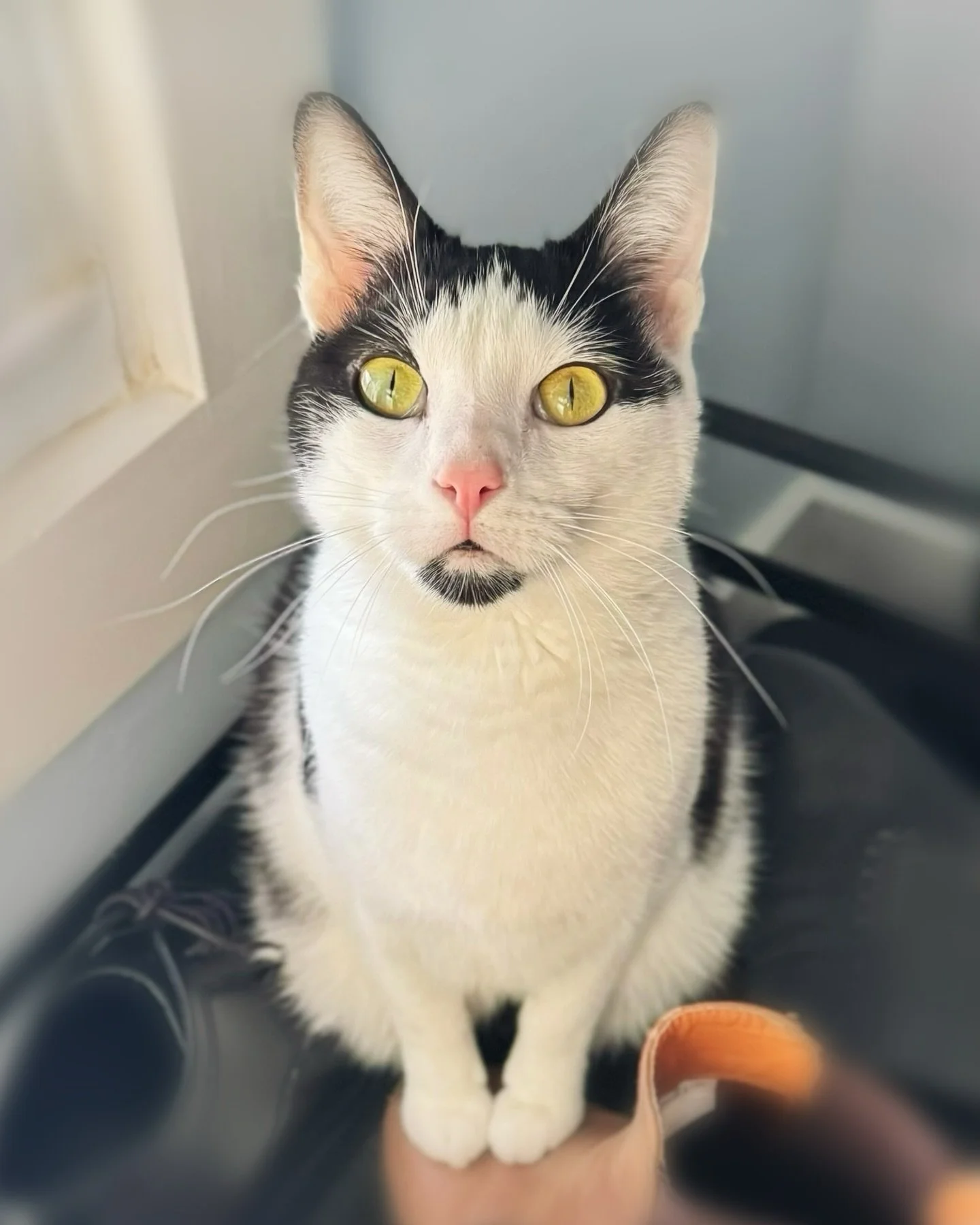 Another unsolicited kit pick 🐈&zwj;⬛

#CatsofInstagram #AuthorLife #InstaCat #CowCat #NeverAlone