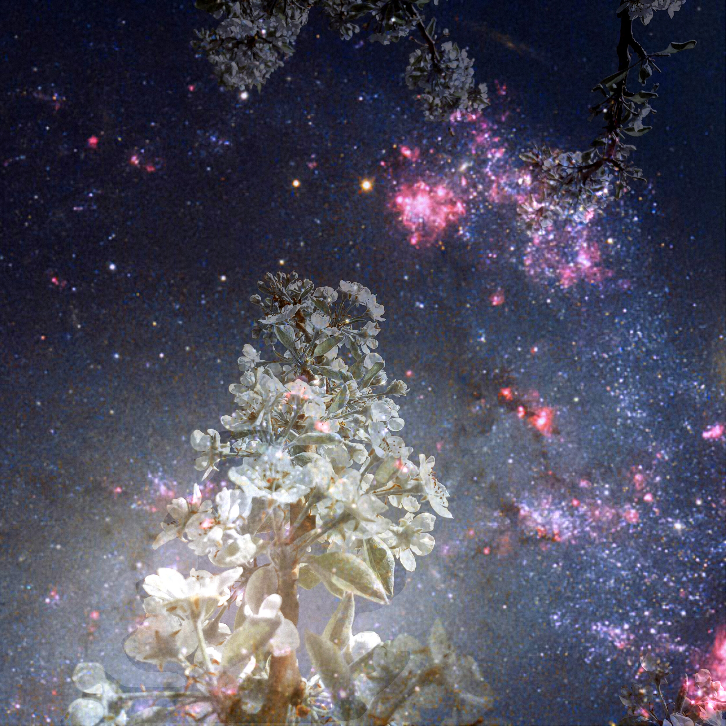midnight scent_retouched_300dpi .jpg