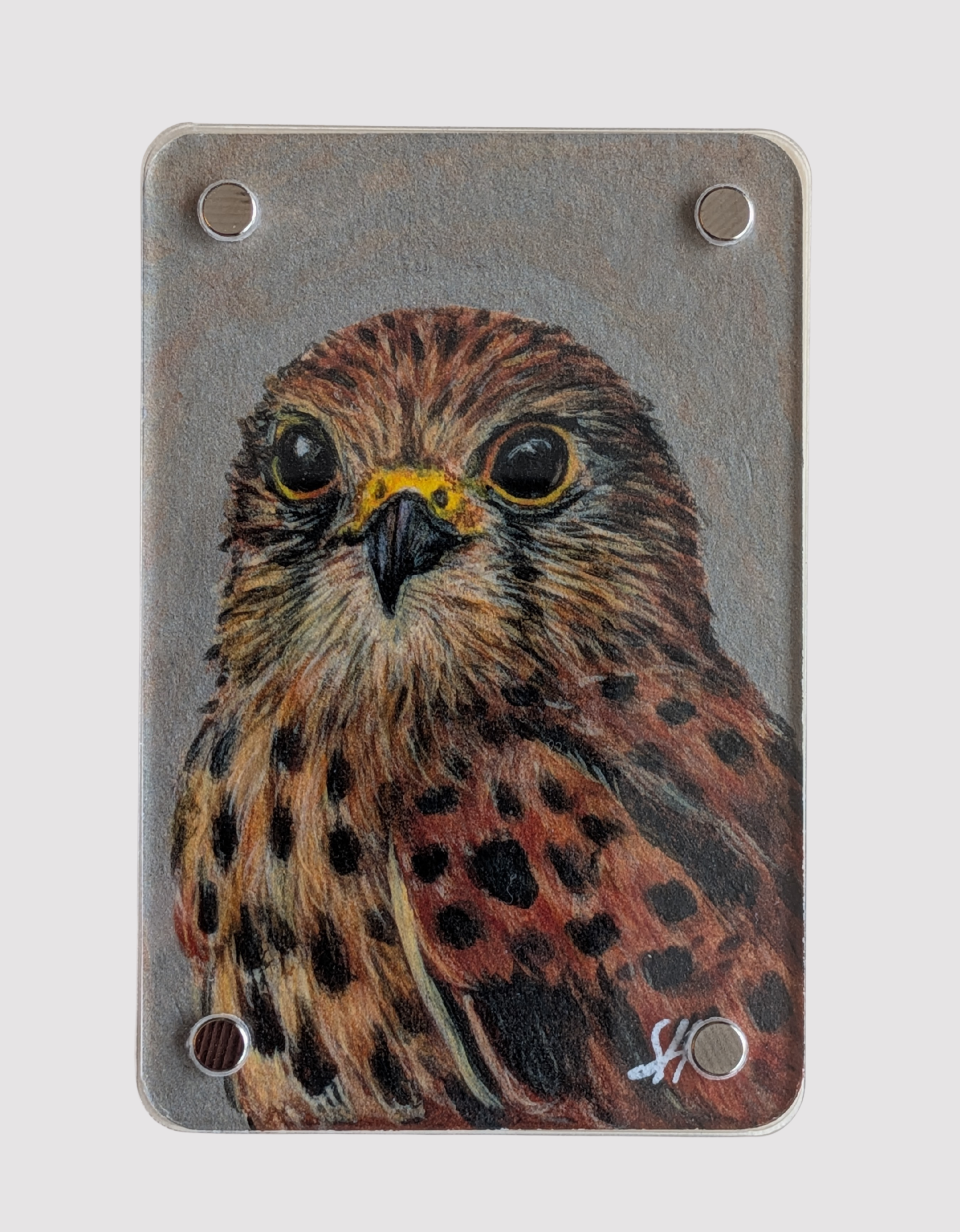Kestrel Mini Art Magnet (Limited to 50)