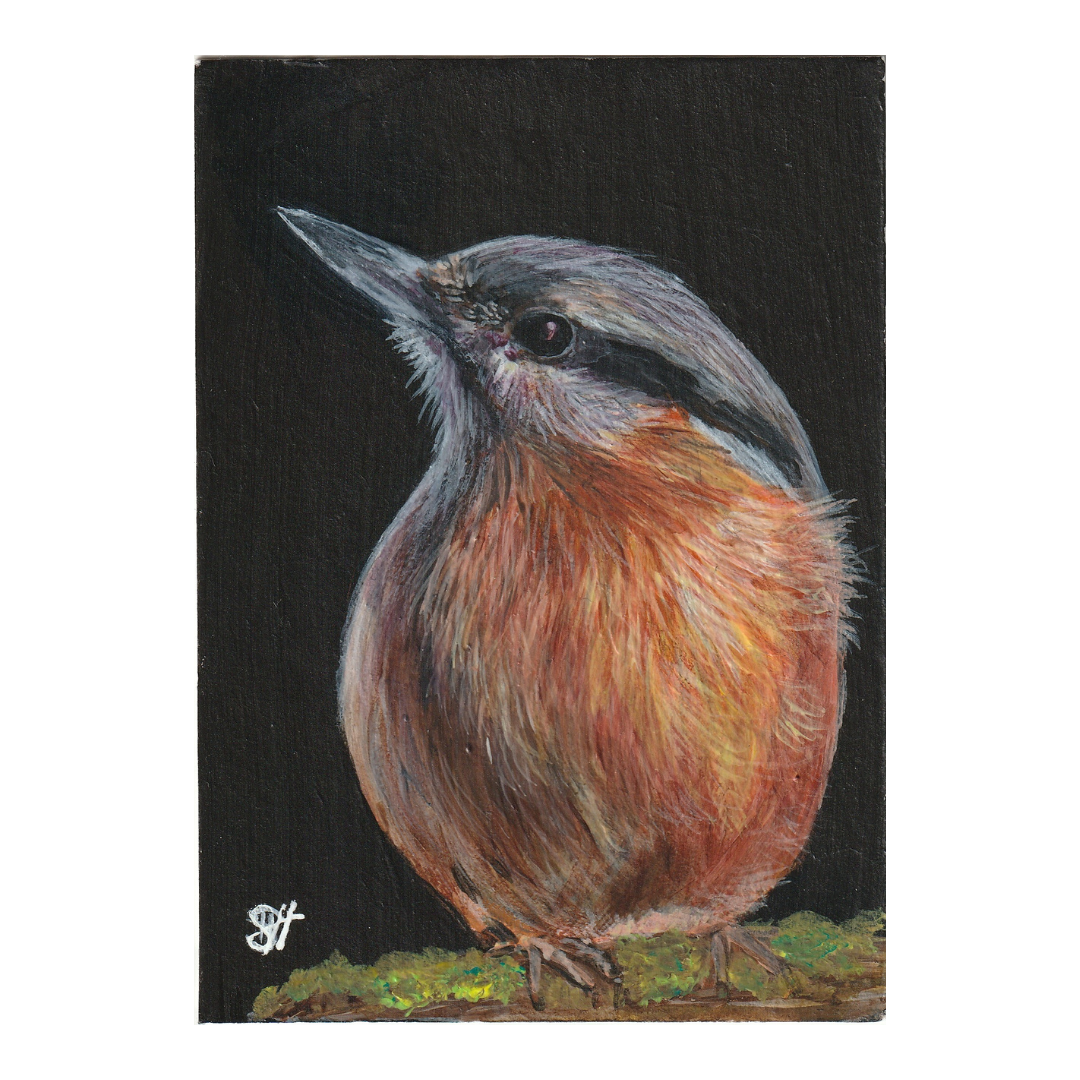 Nuthatch ACEO Collectible Card