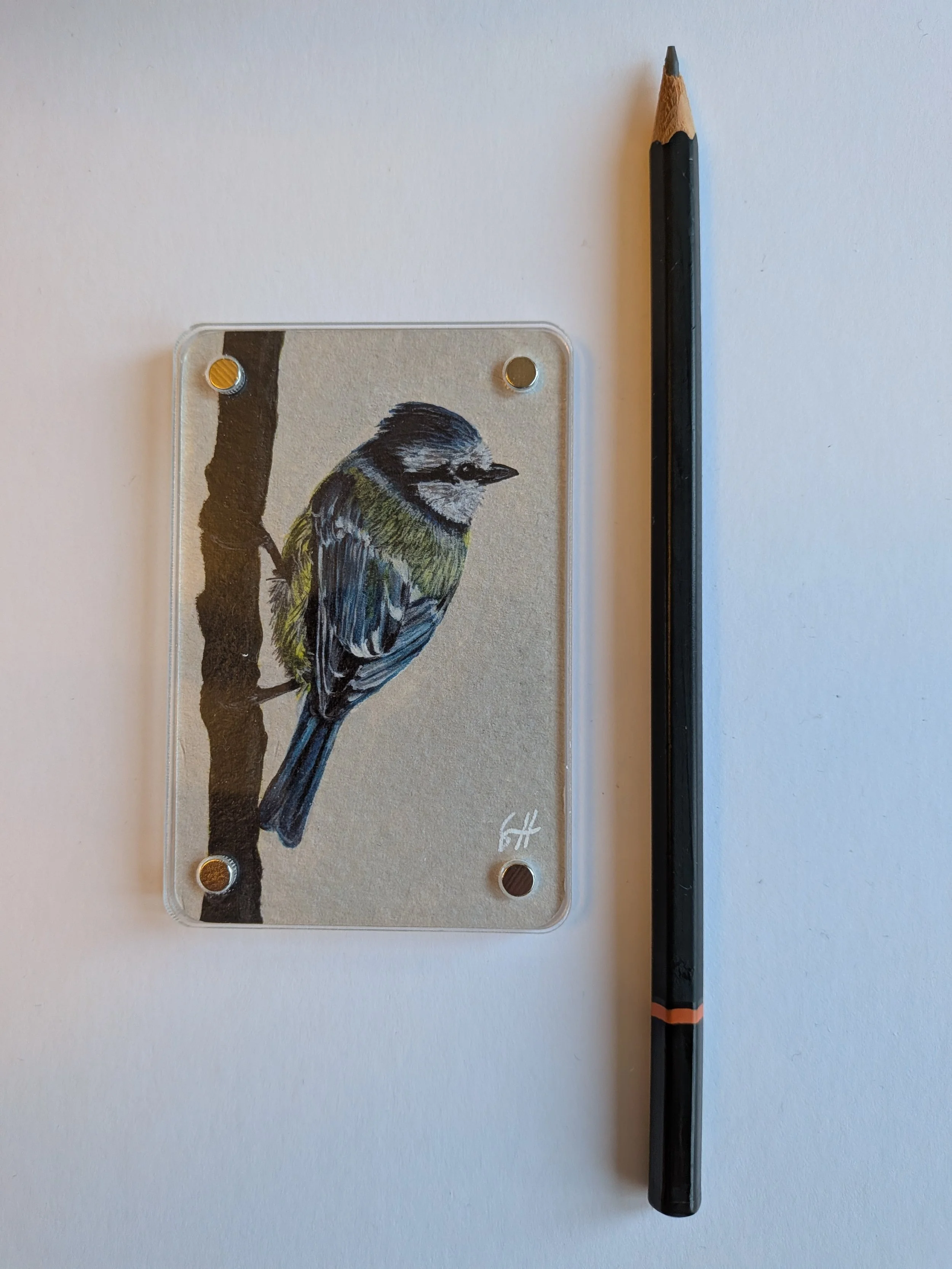 Blue Tit with pencil.jpg