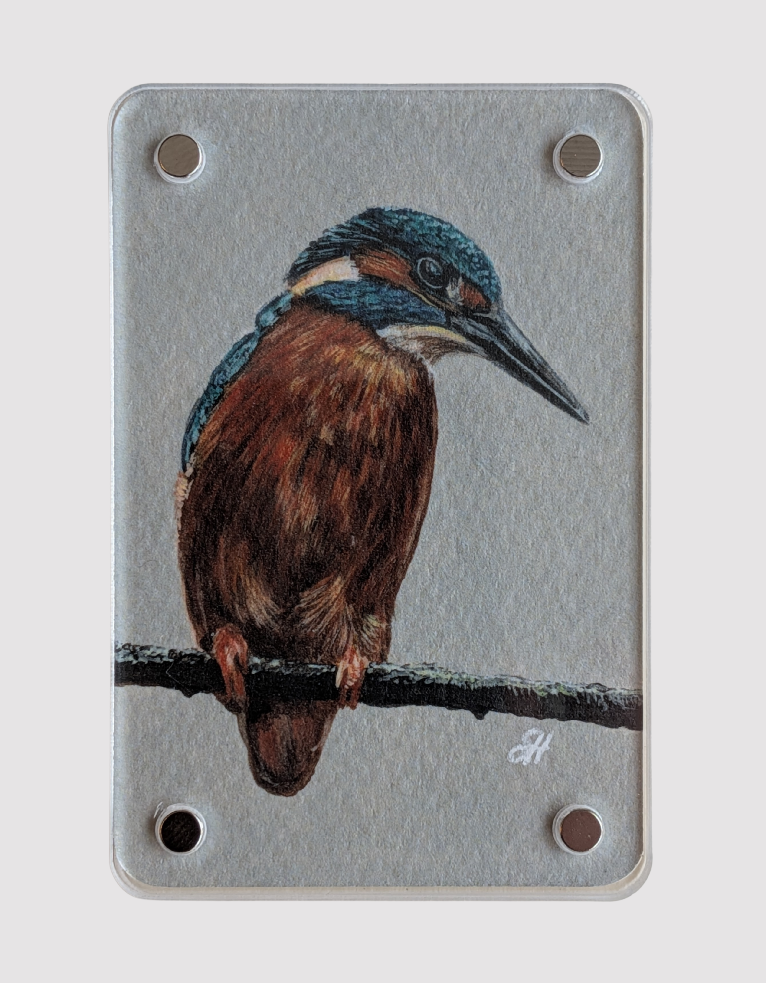 Kingfisher - Mini Fine Art Magnet (Limited to 50)