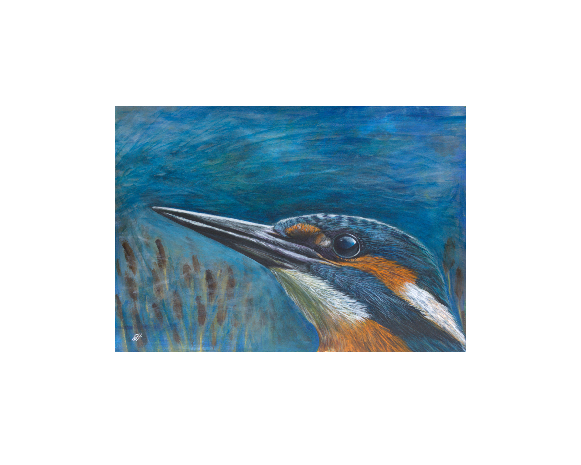 kingfisher 2.png