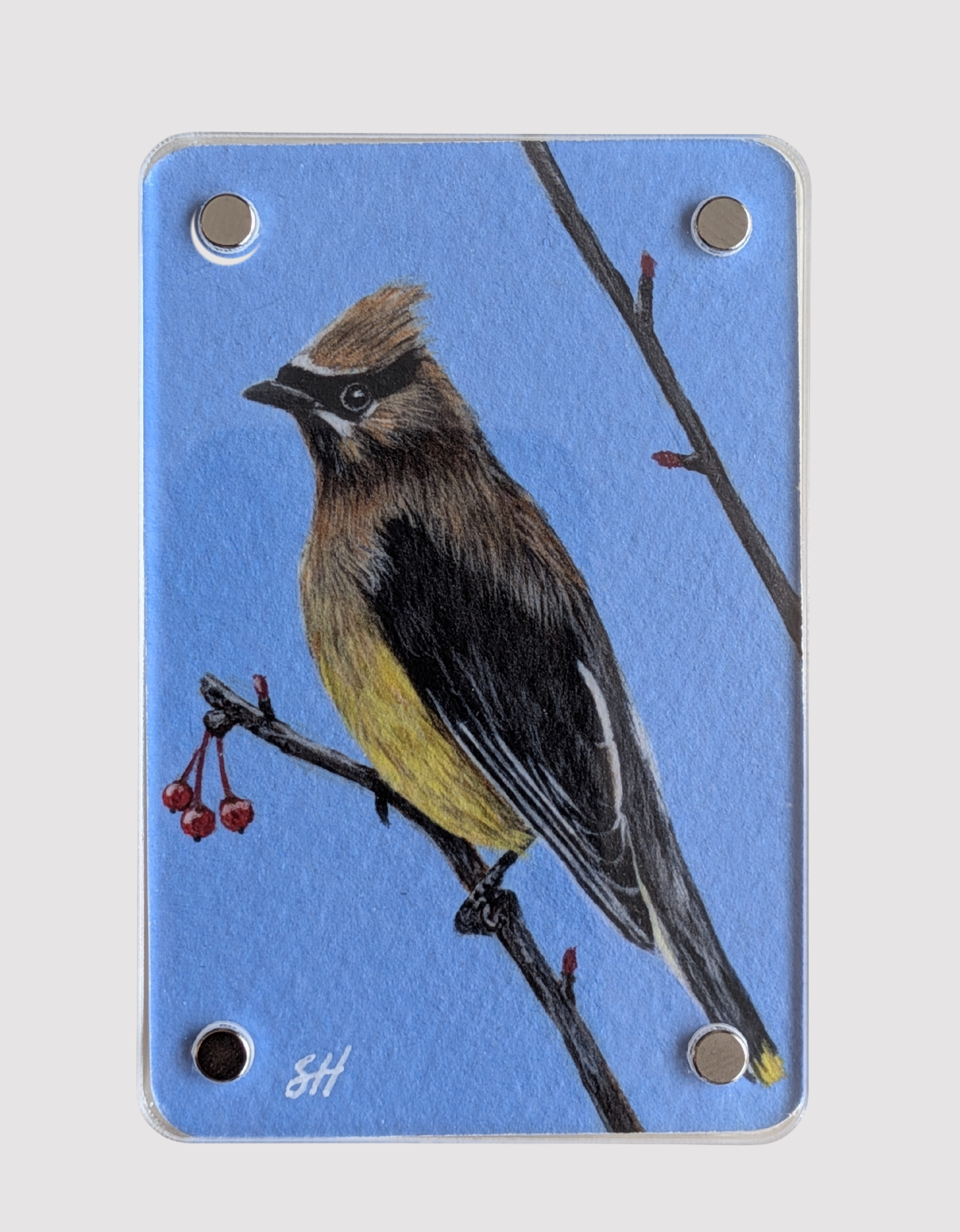 Waxwing Mini Art Magnet (Limited to 50)