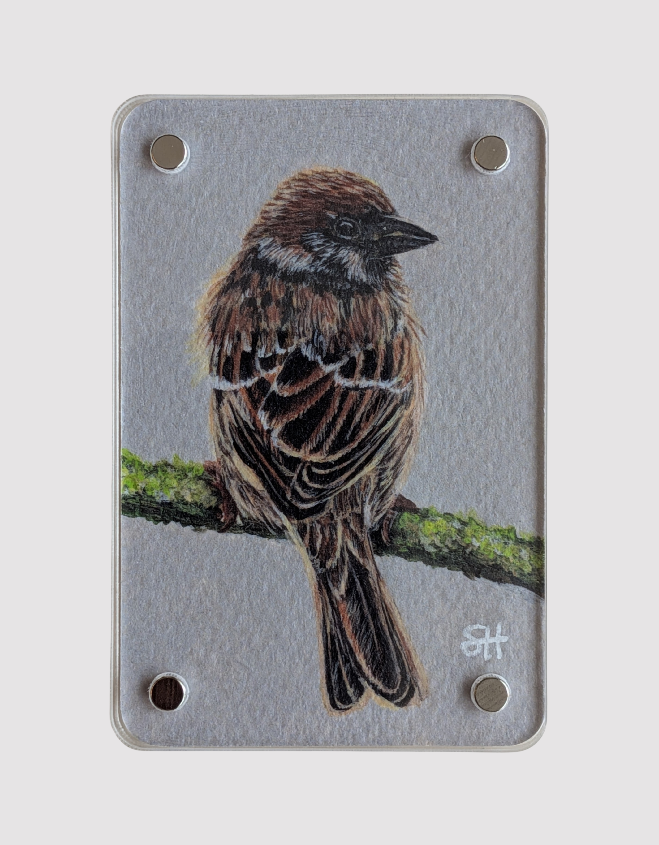 Sparrow - Mini Fine Art Magnet (Limited to 50)