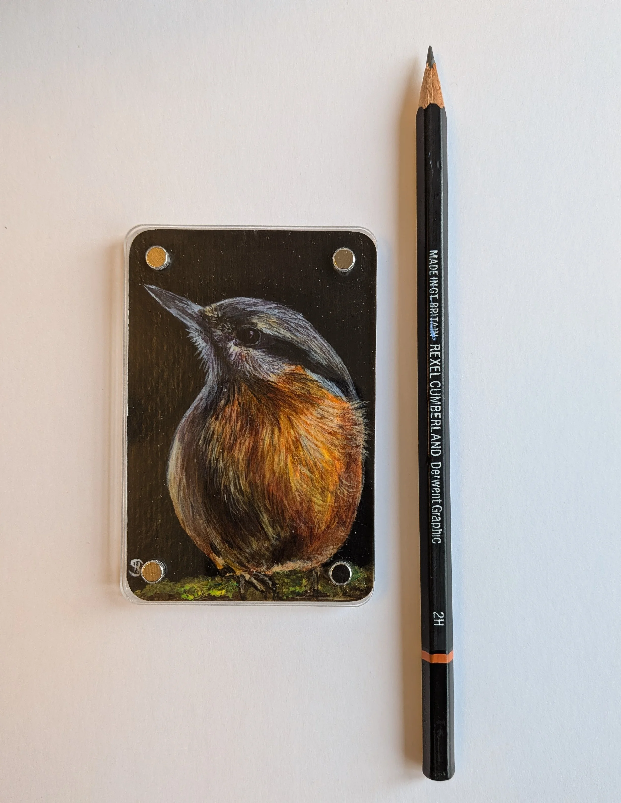 Nuthatch with pencil.jpg