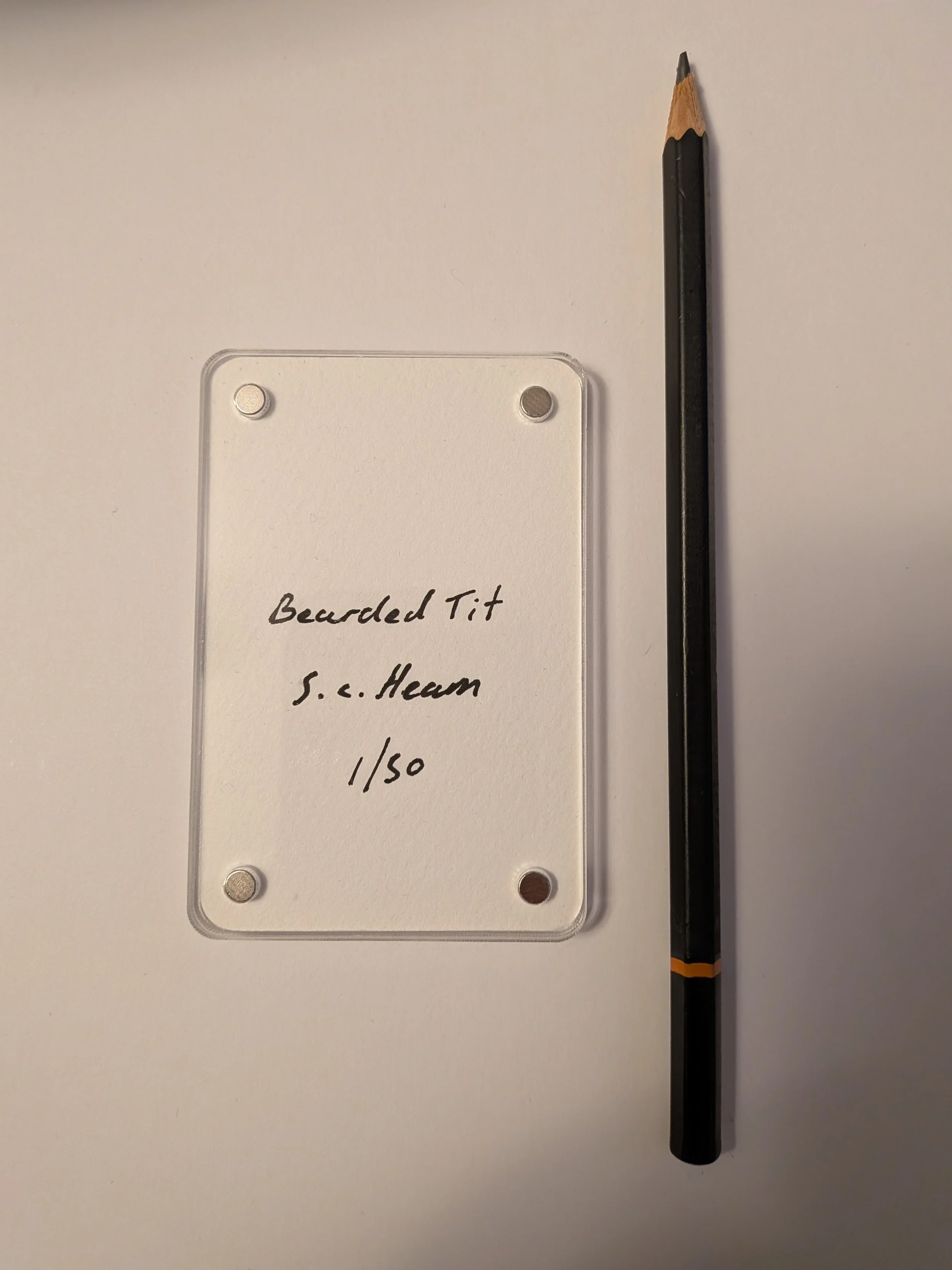 Bearded Tit writing.jpg