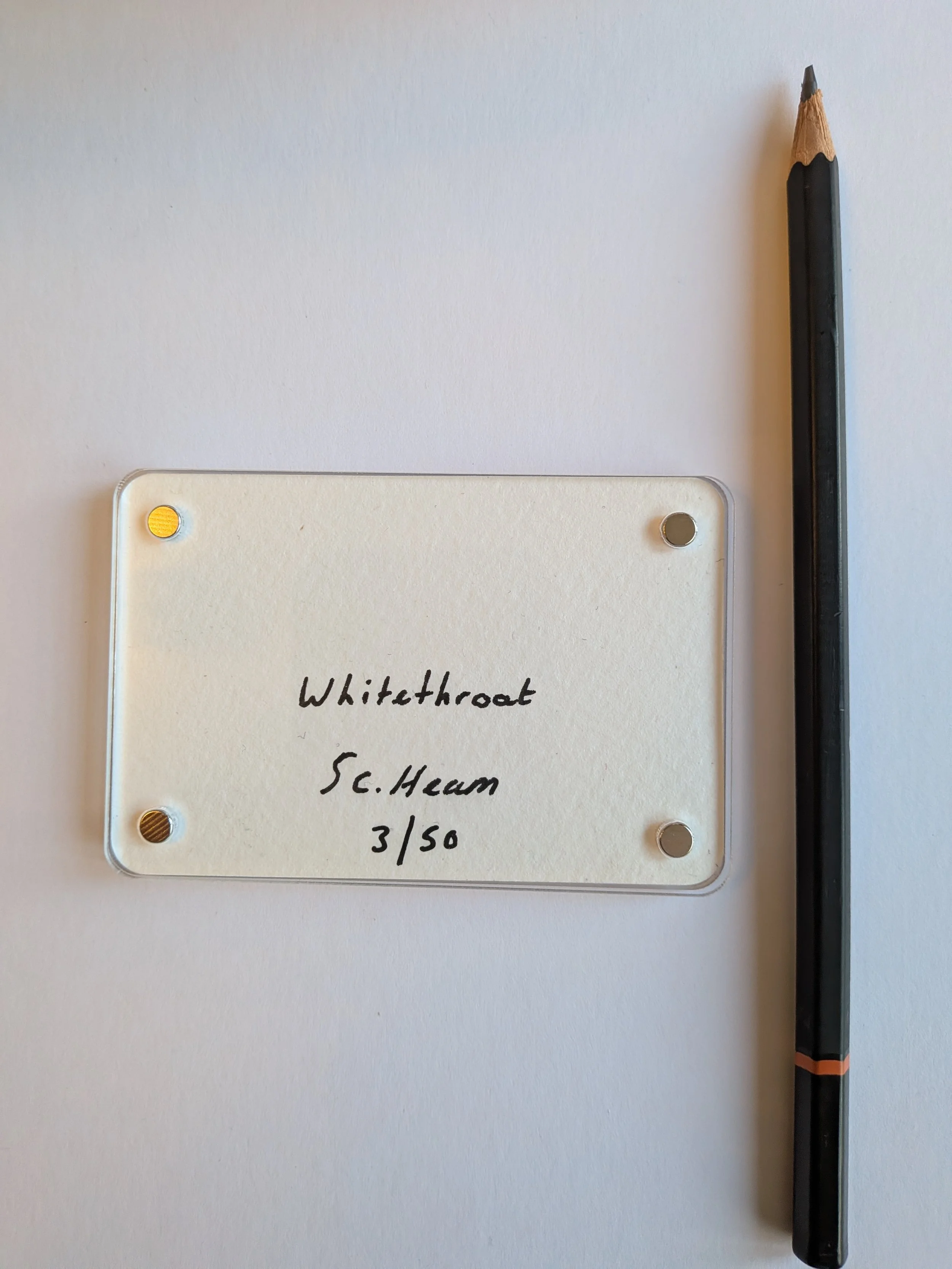 Whitethroat writing.jpg