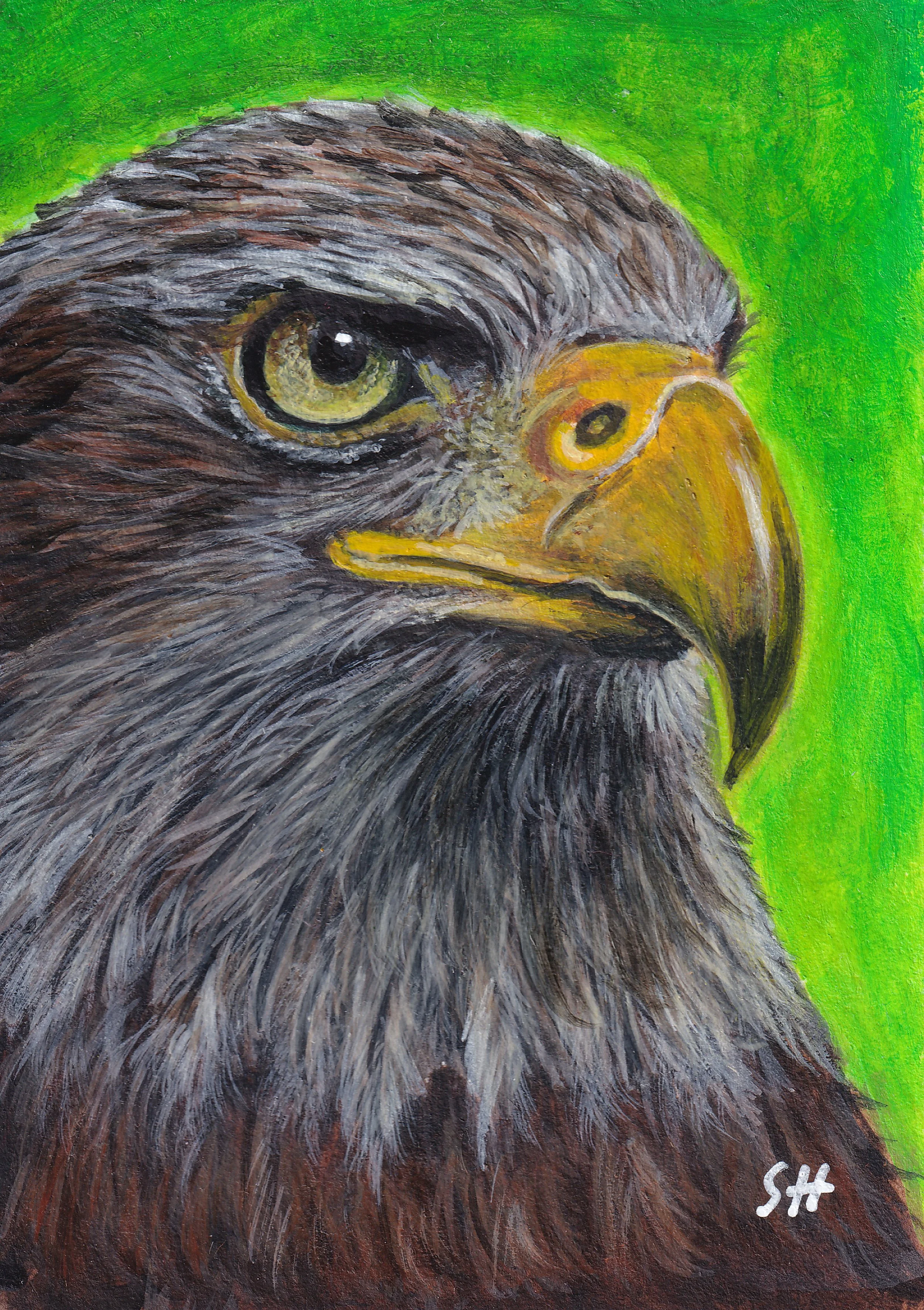 white tailed eagle.jpg