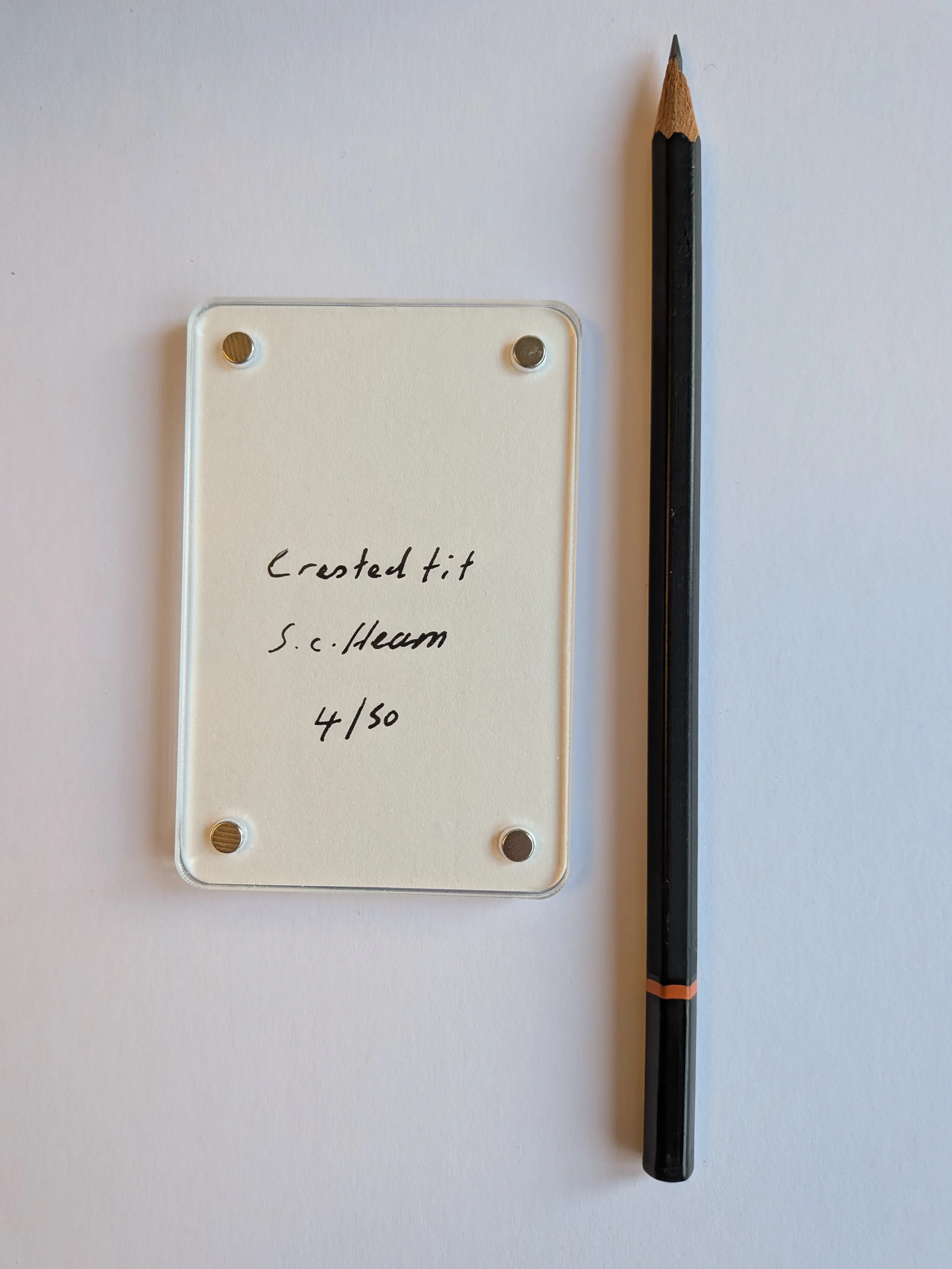 Crested Tit writing.jpg