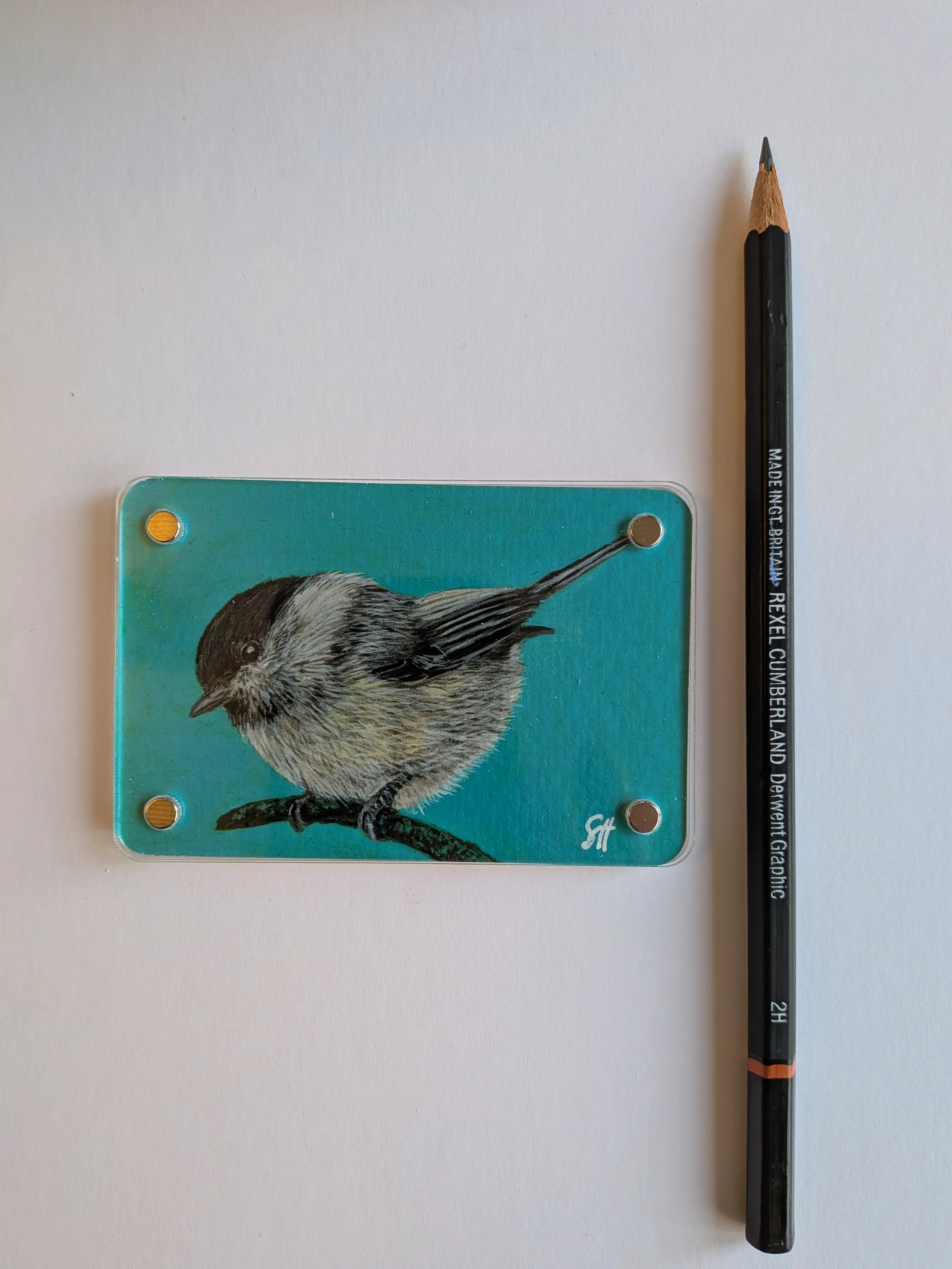 Willow Tit with pencil.jpg