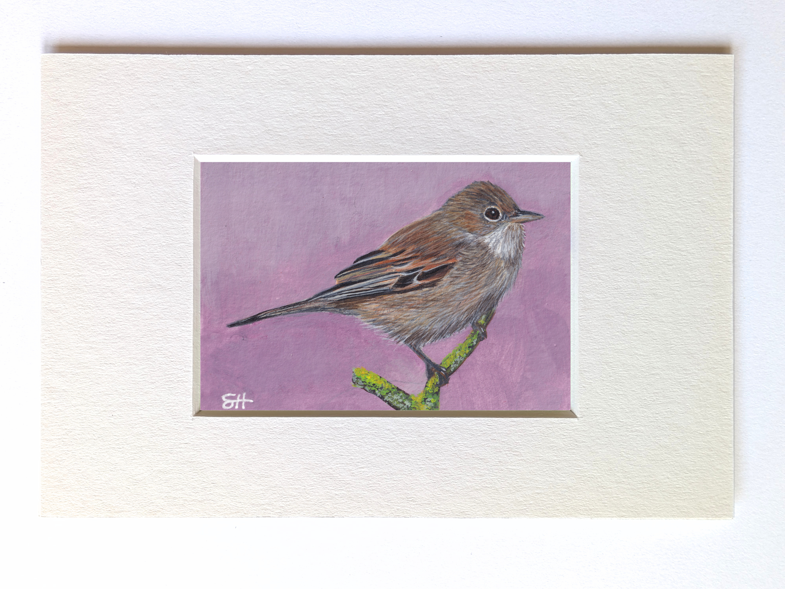 Whitethroat Miniature Fine Art Painting
