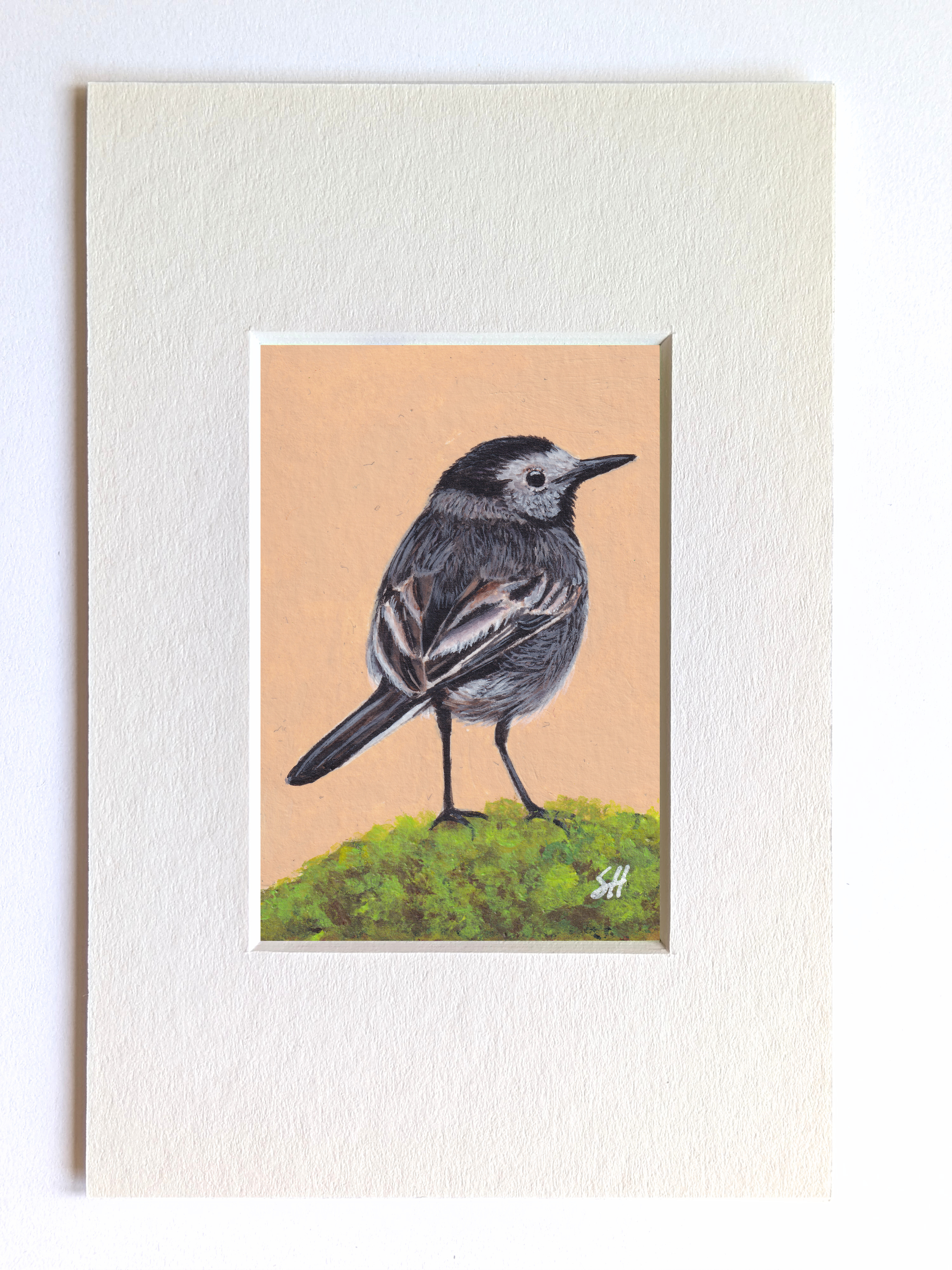 Pied Wagtail Miniature Fine Art Painting