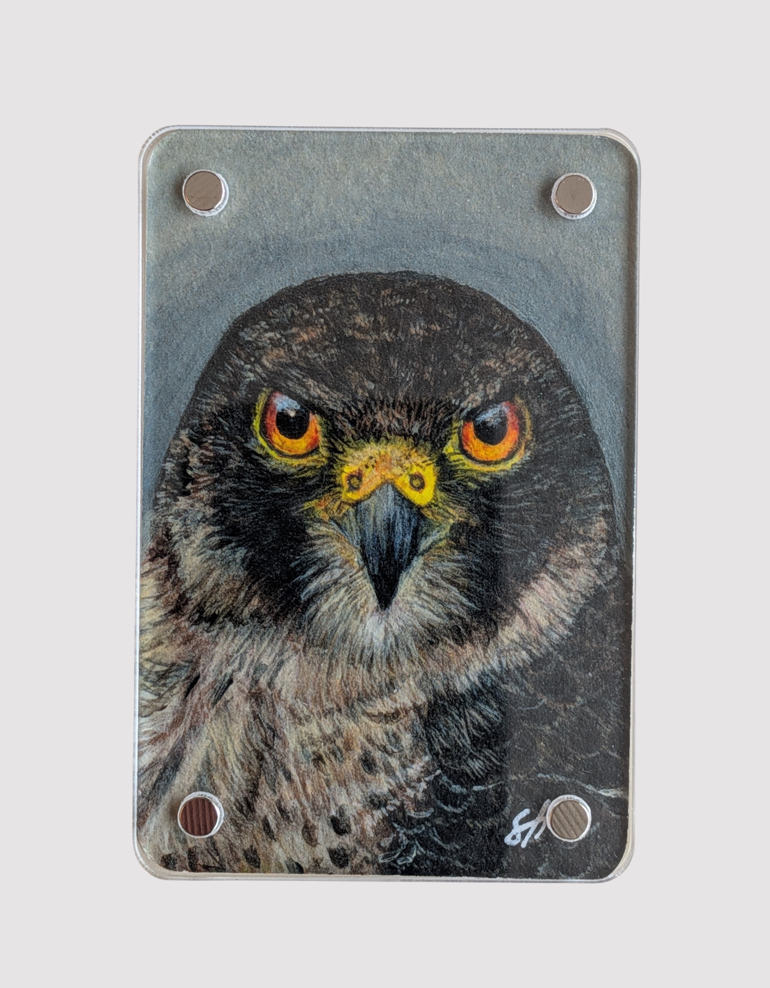 Hawk - Mini Fine Art Magnet (Limited to 50)