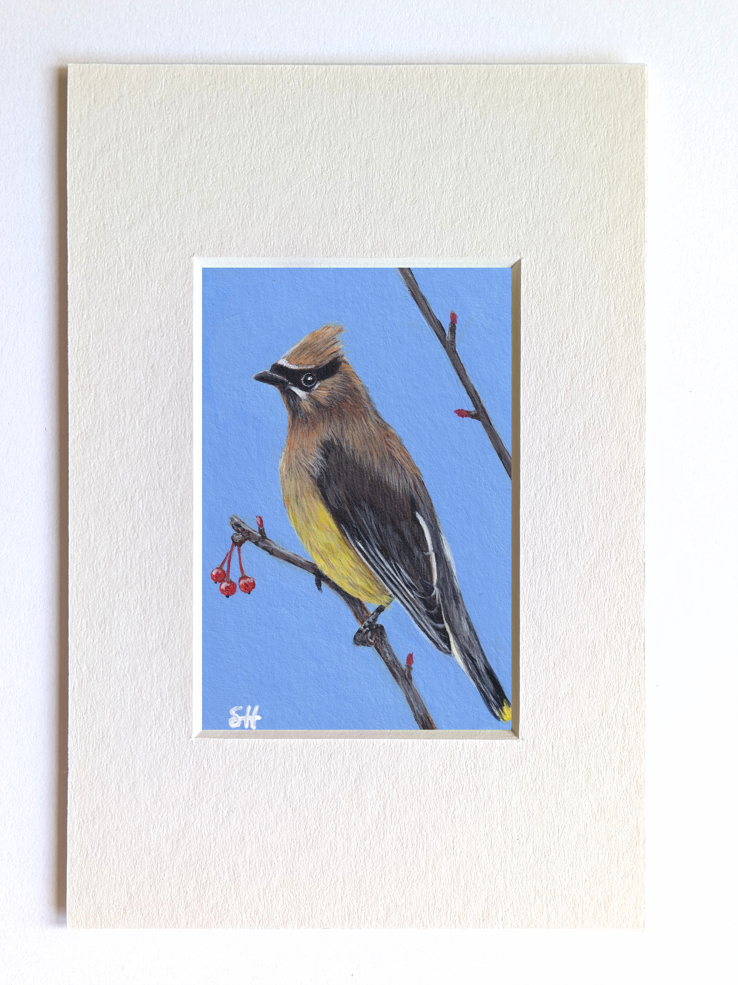 Waxwing Miniature Fine Art Painting