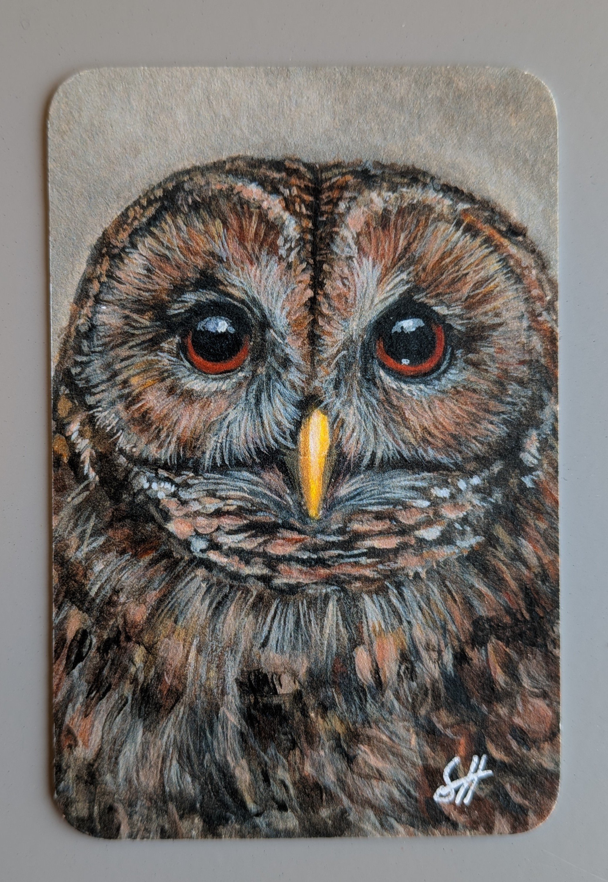 tawny owl original.jpg