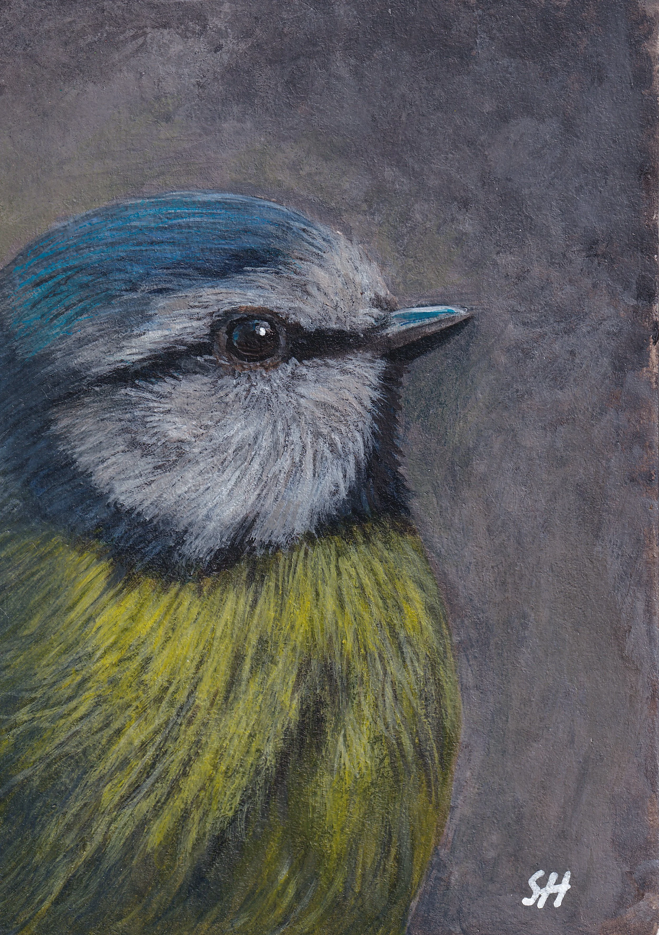 blue tit grey arty.jpg