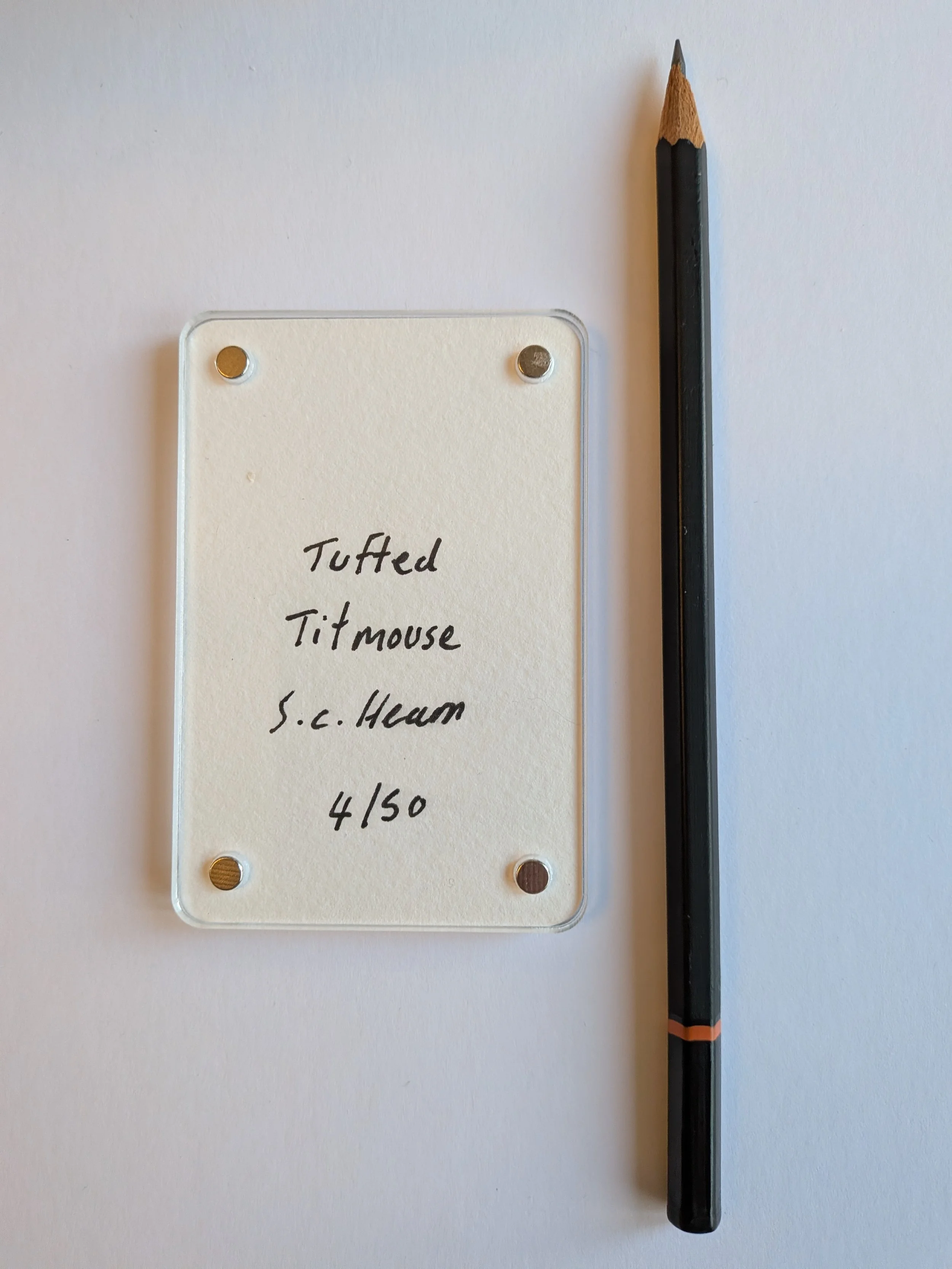 Tufted Titmouse writing.jpg