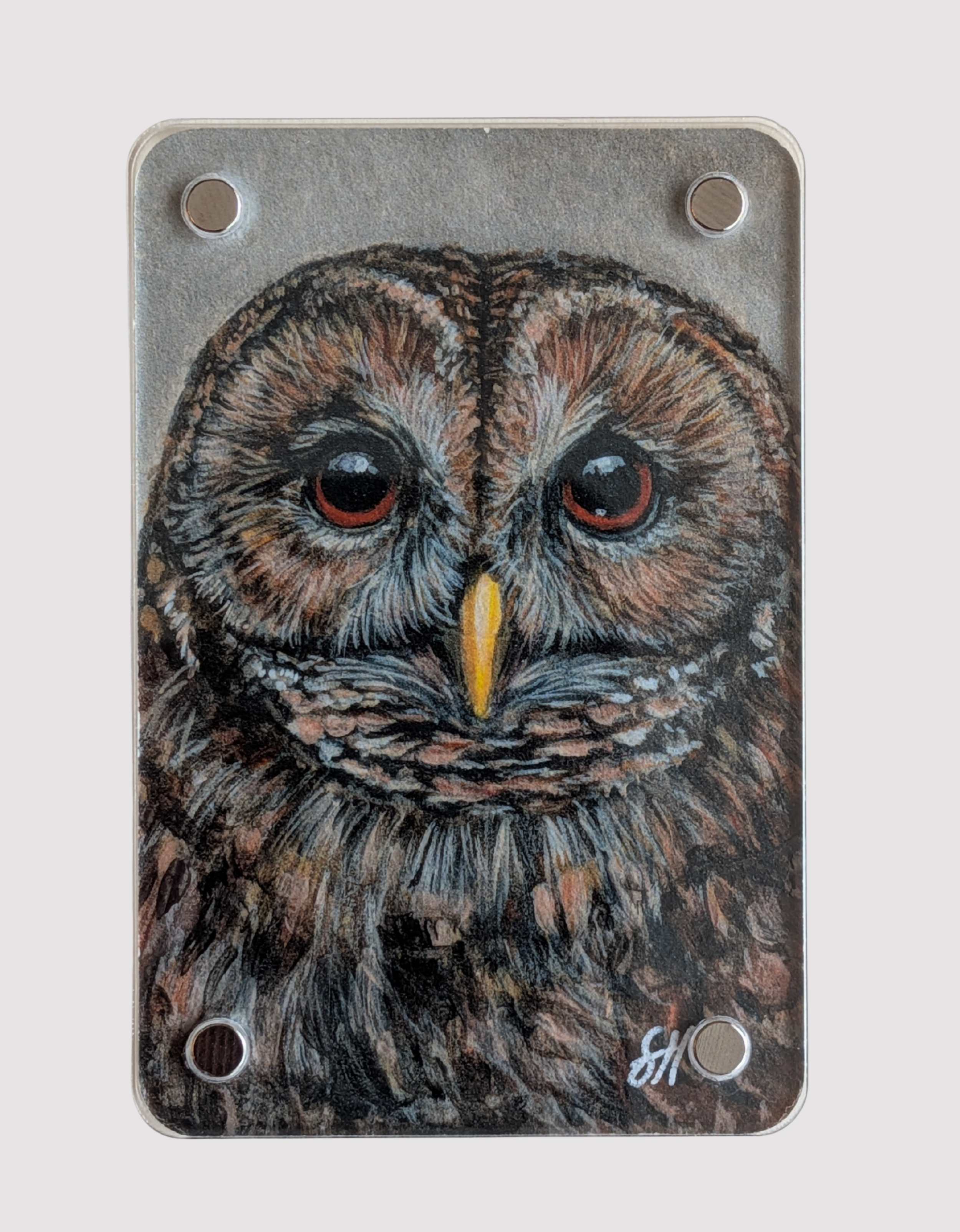 Tawny Owl - Mini Fine Art Magnet (Limited to 50)