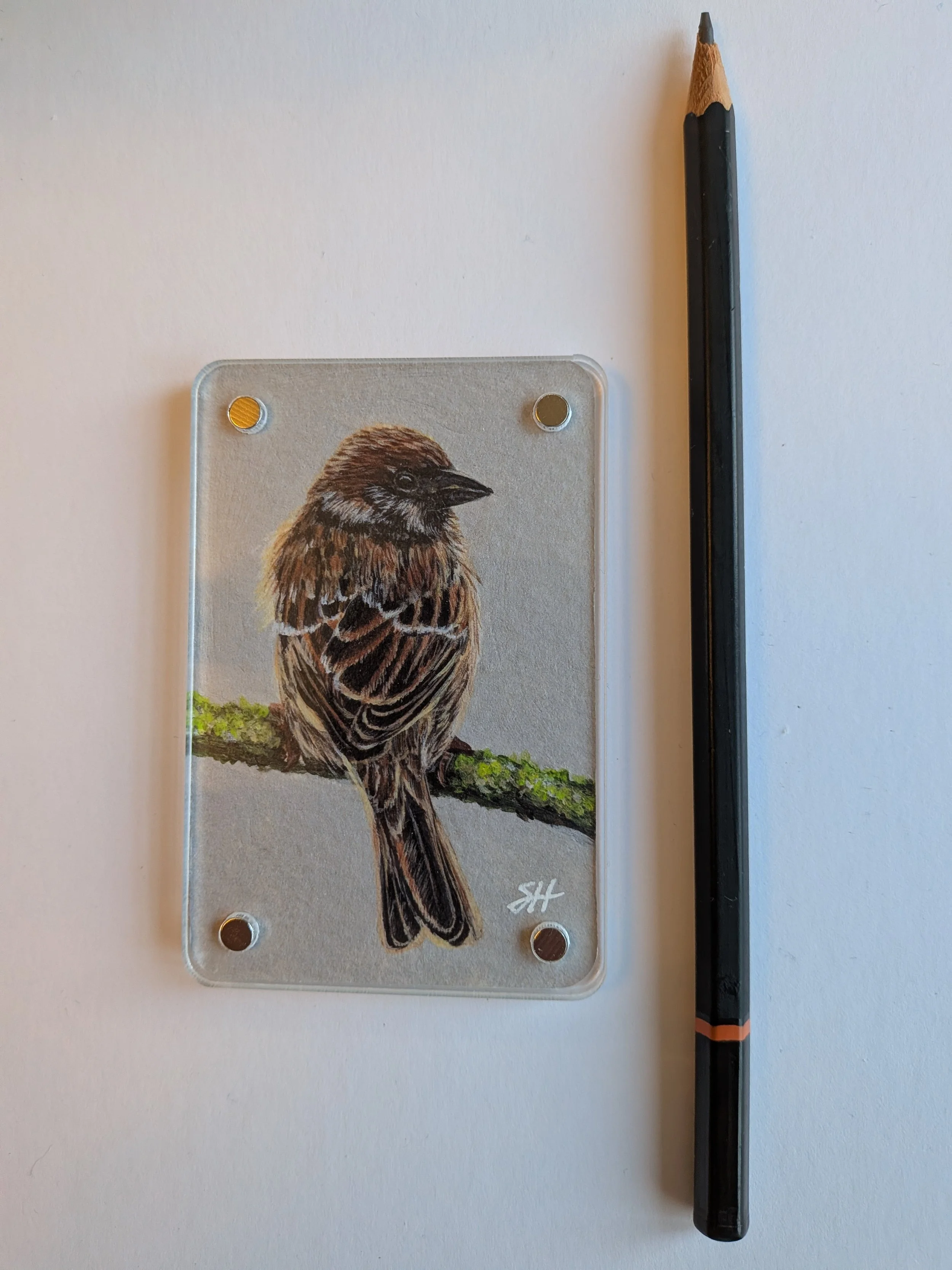 Sparrow with pencil.jpg