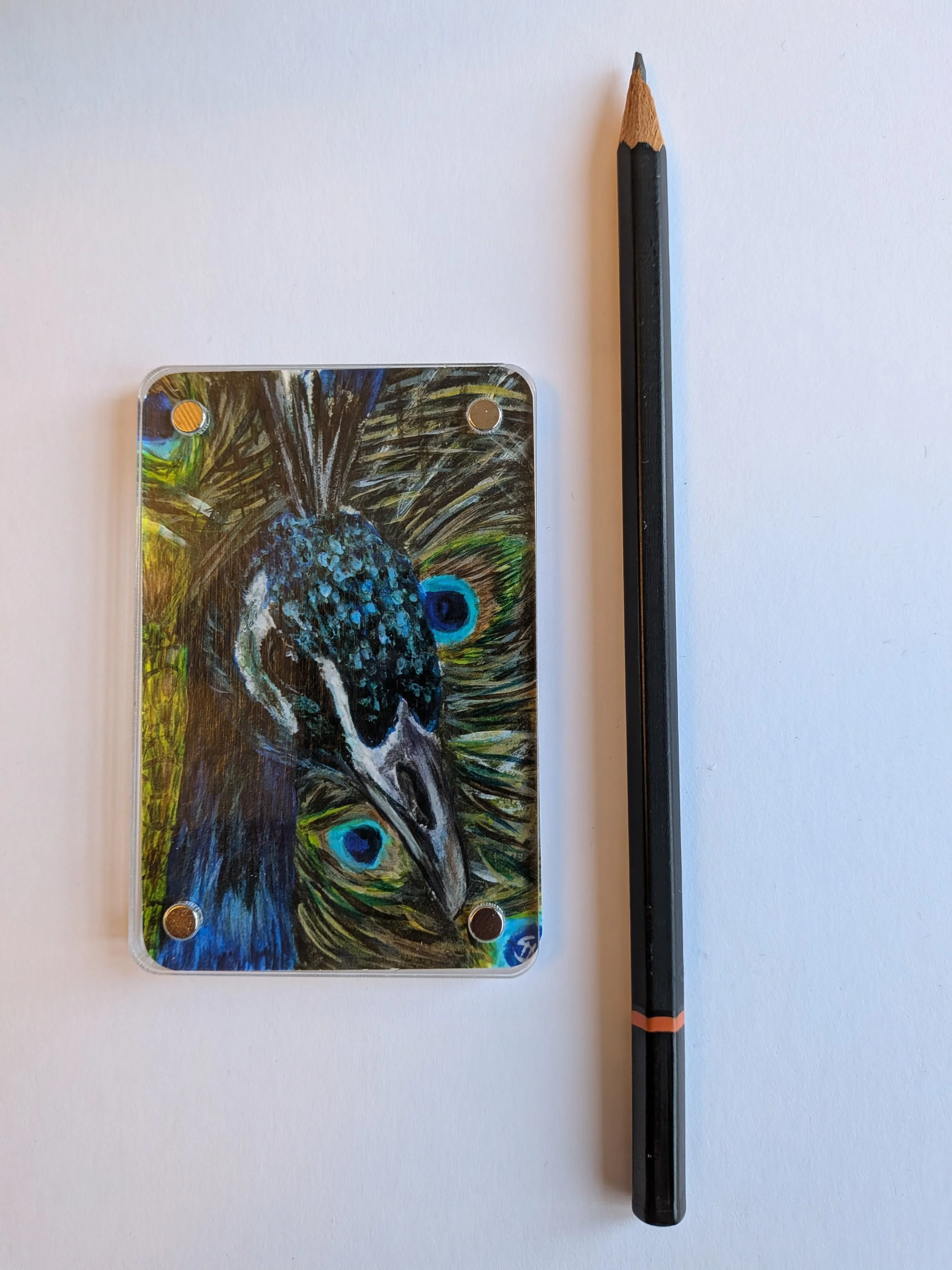 Peacock with pencil.jpg