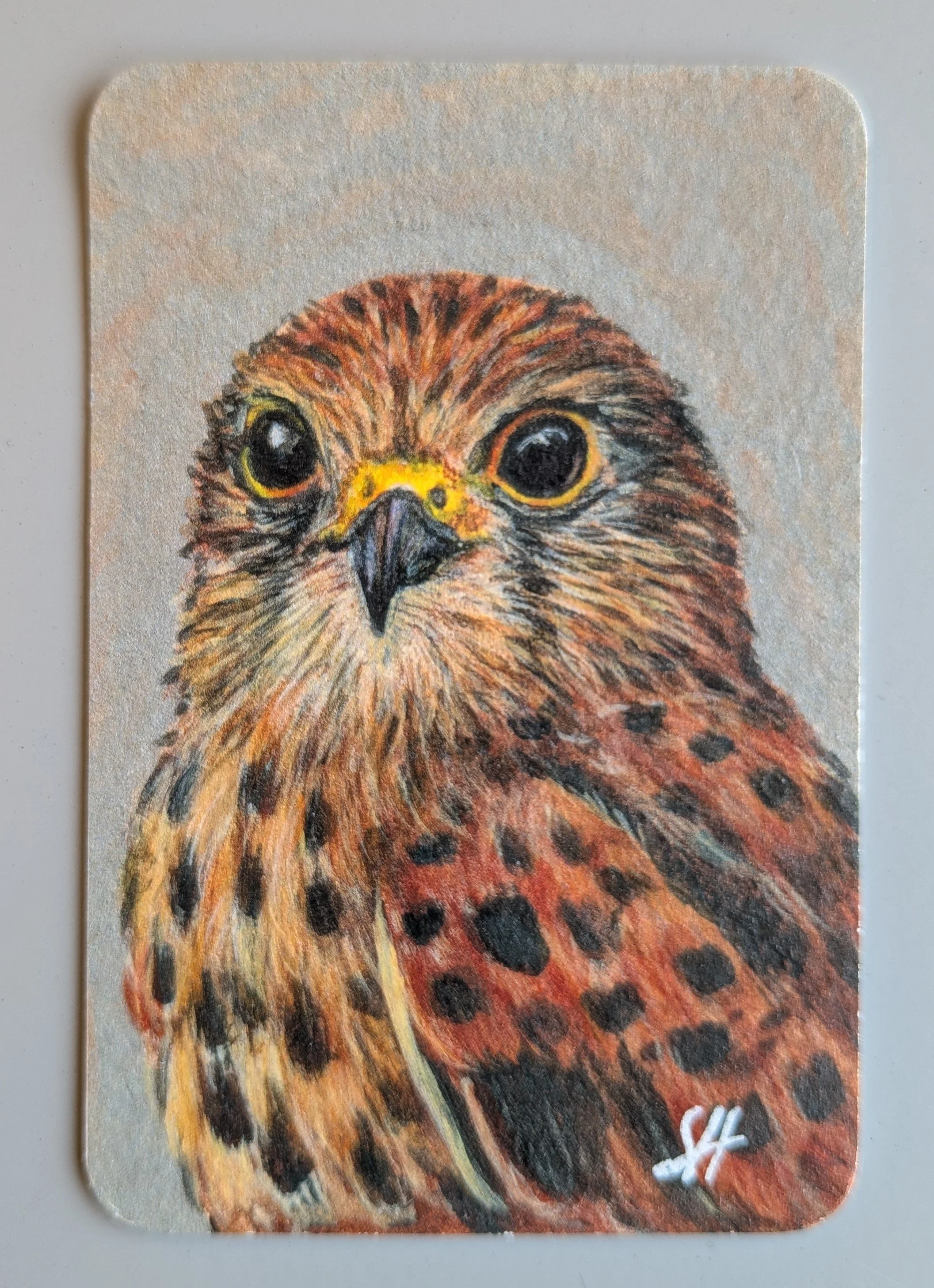 Kestrel Mini Art Magnet (Limited to 50)