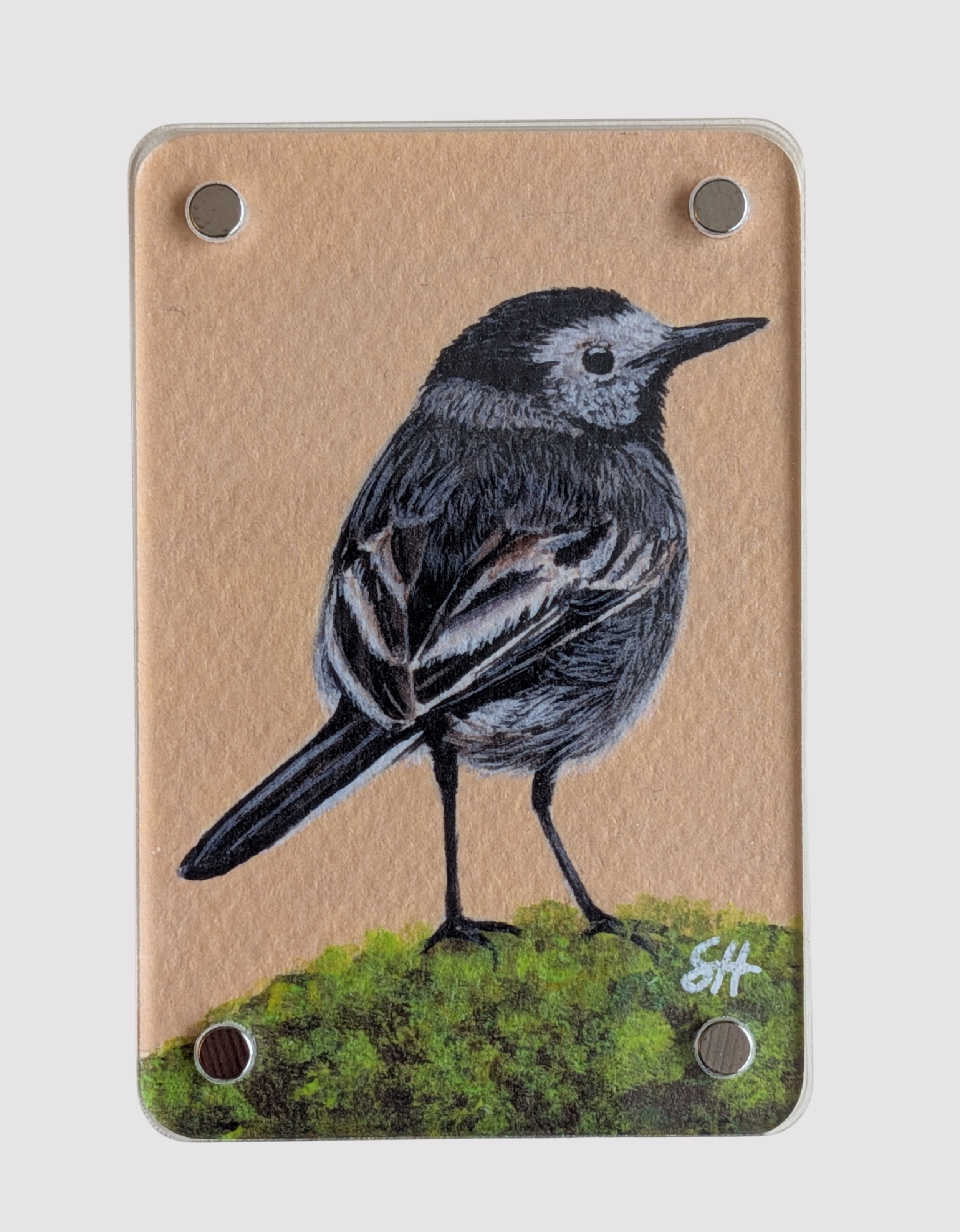 Pied Wagtail - Mini Fine Art Magnet (Limited to 50)