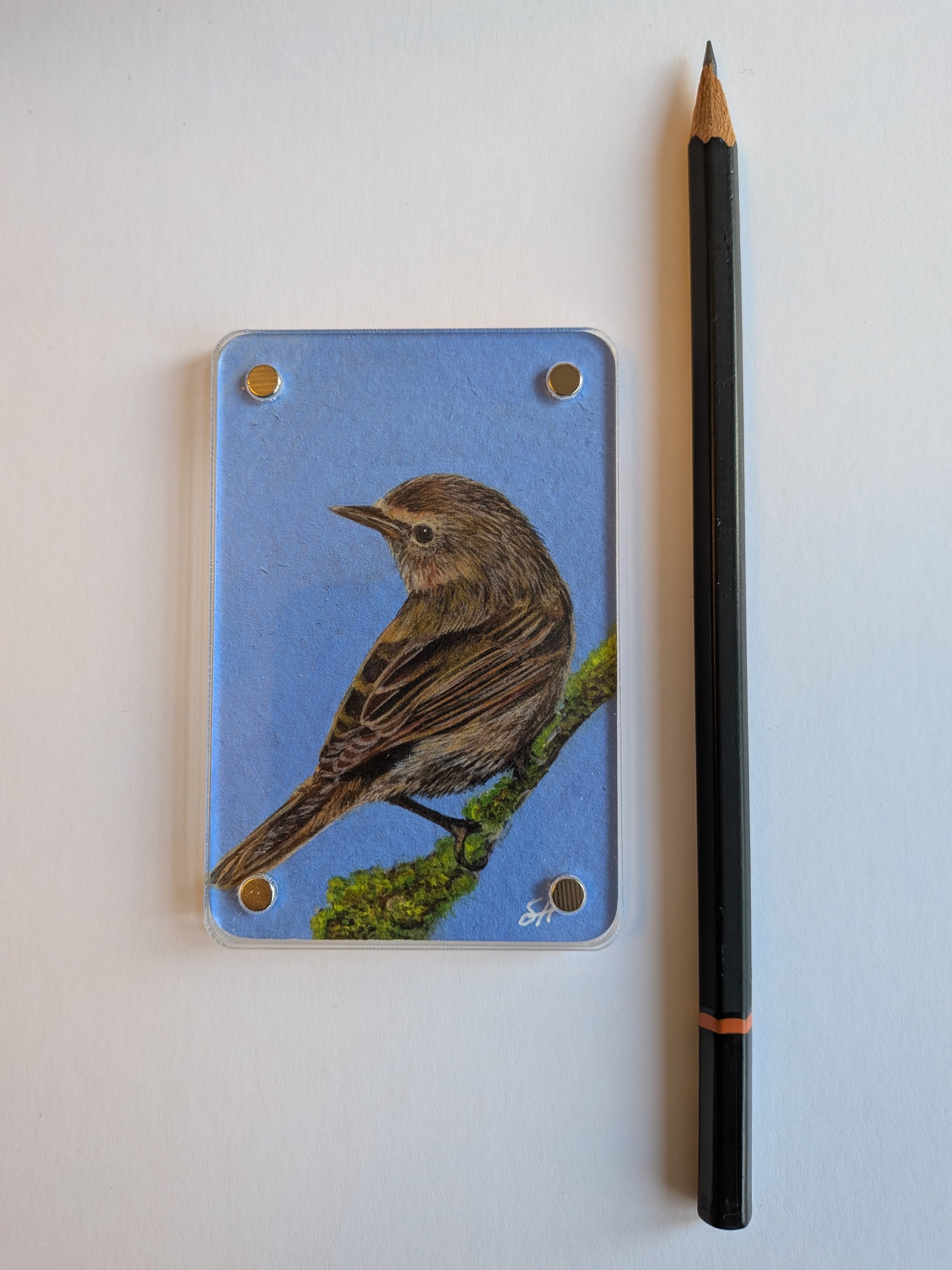 Chiff Chaff with pencil.jpg