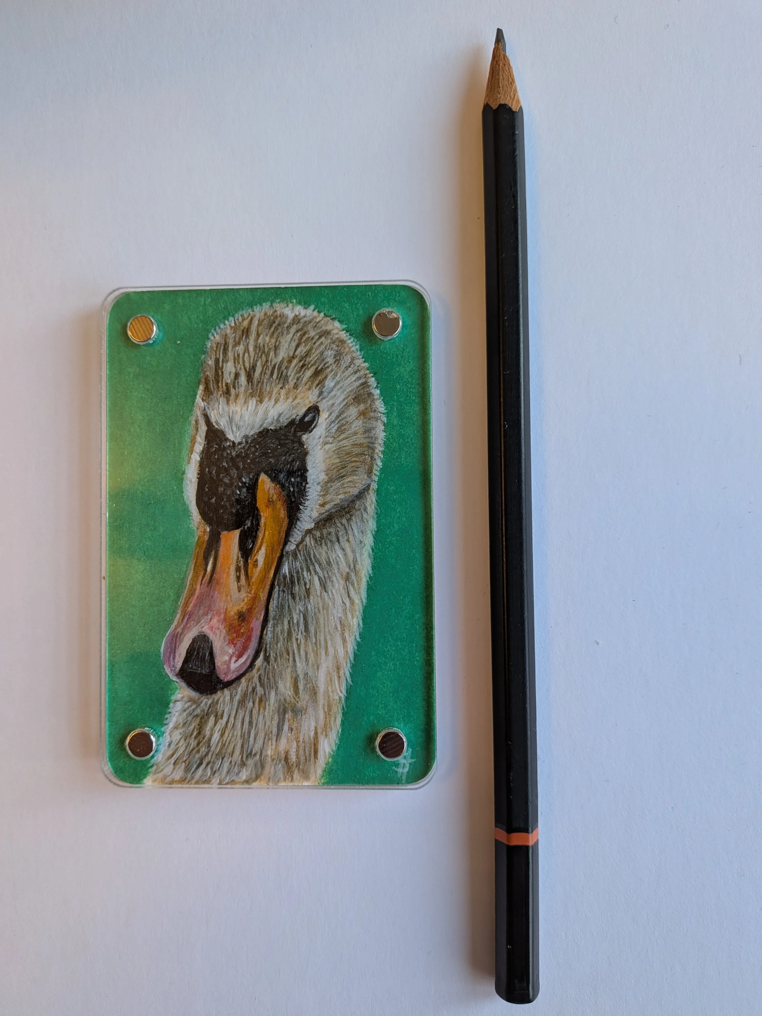 Swan with pencil.jpg