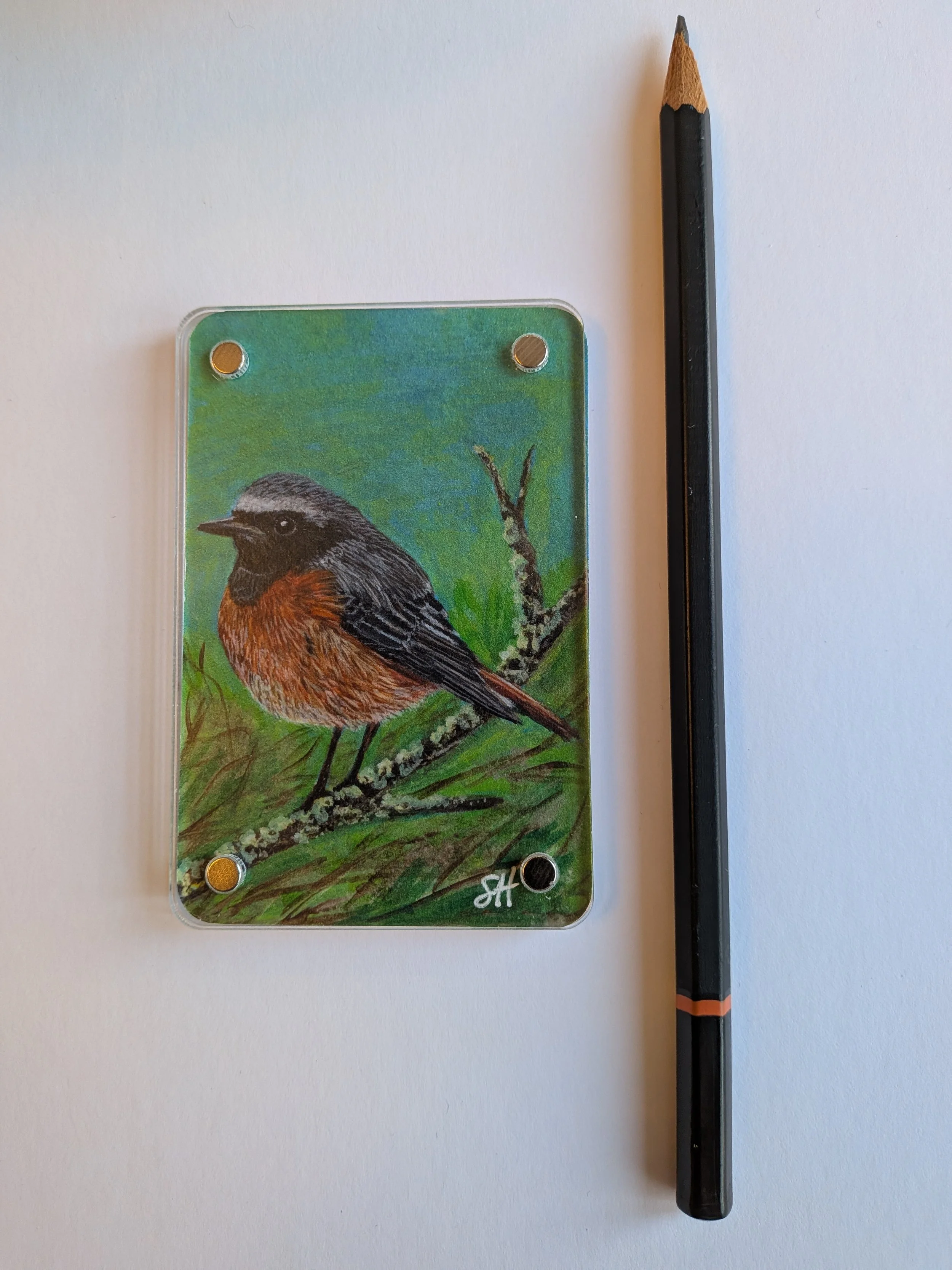 Redstart with pencil.jpg