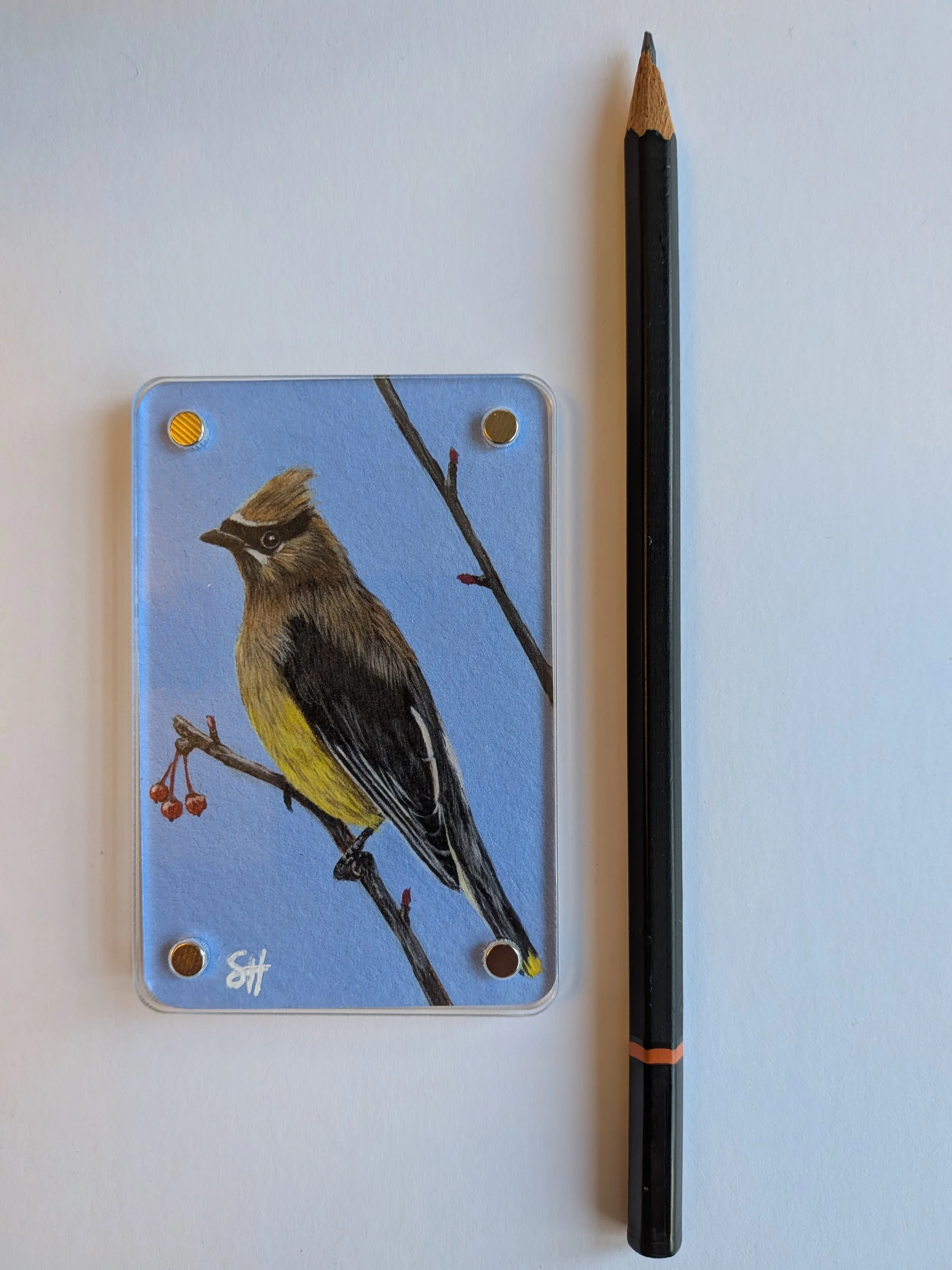 Waxwing with pencil.jpg