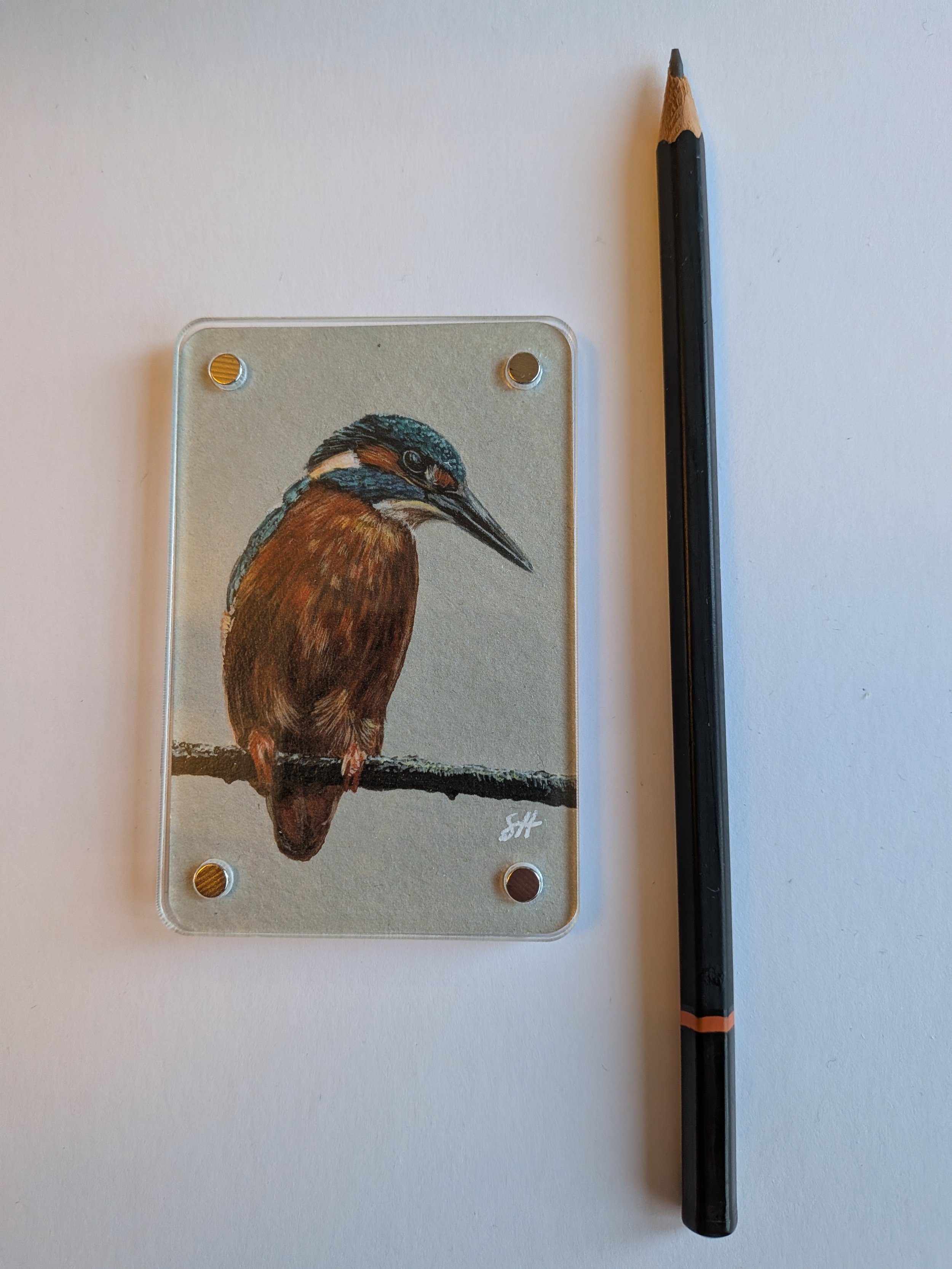 Kingfisher with pencil.jpg