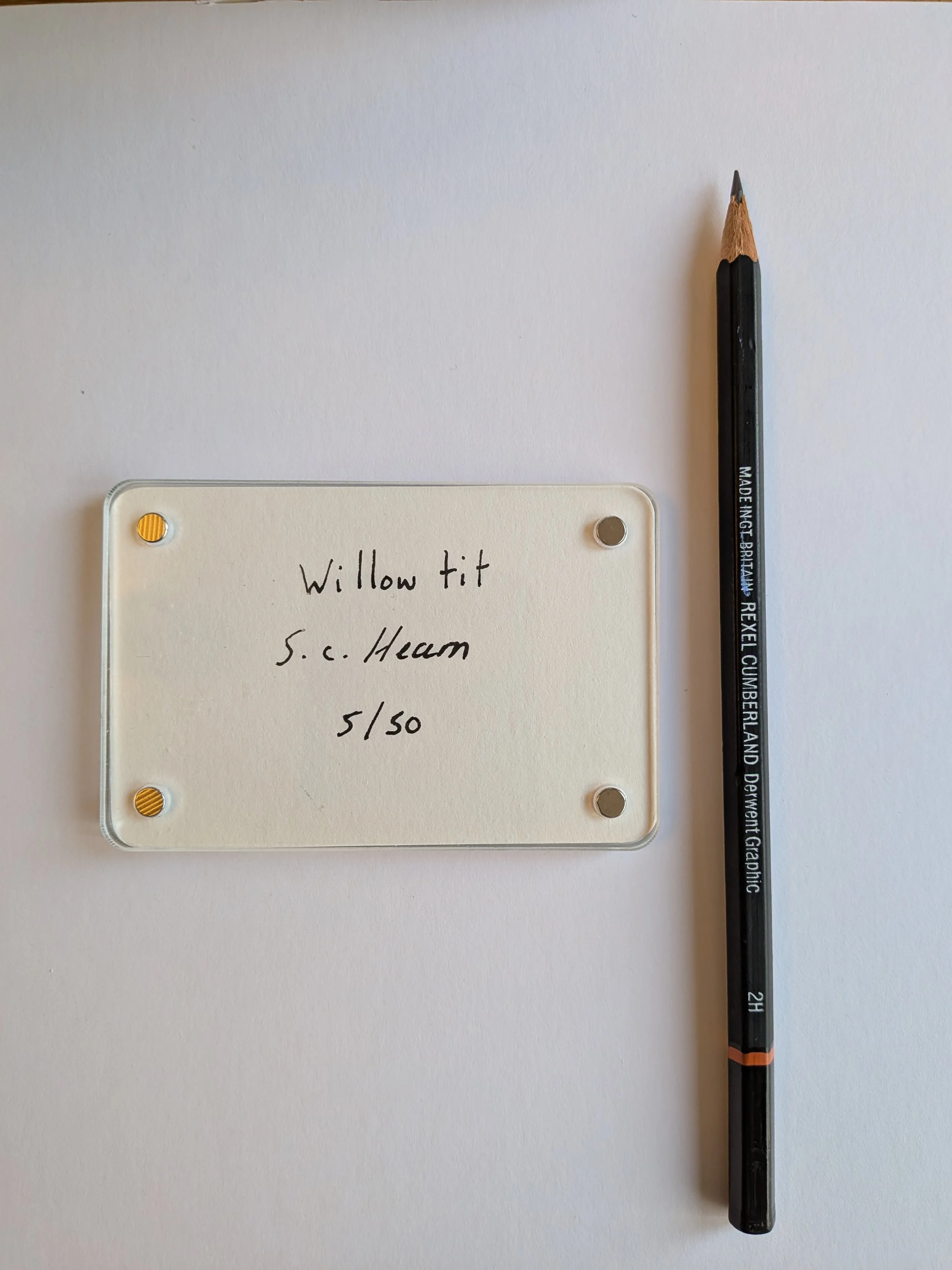 Willow Tit writing.jpg