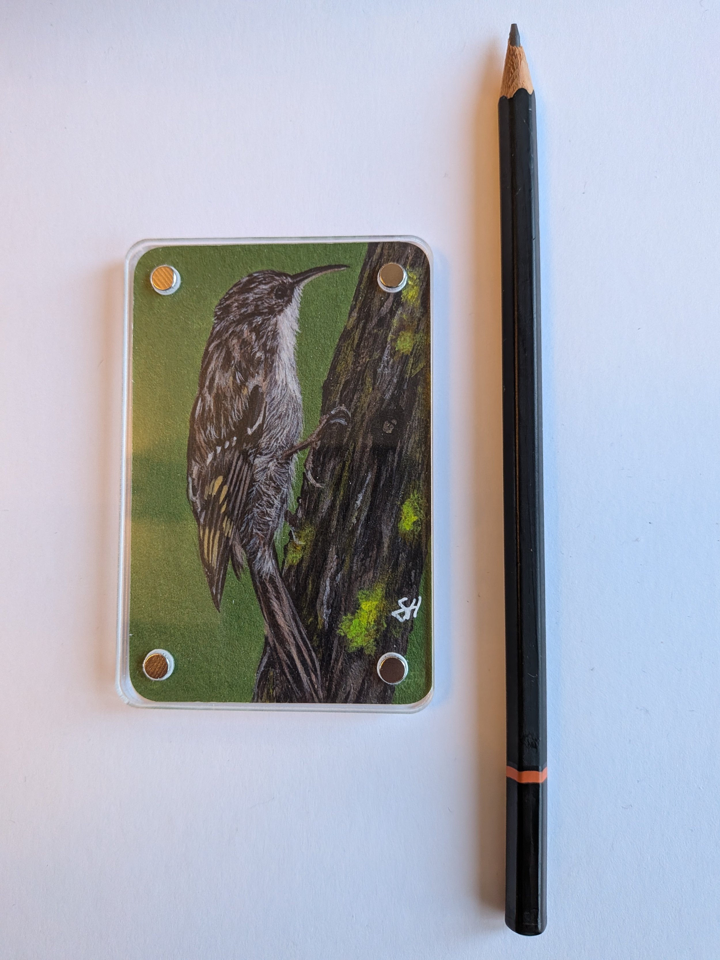 Treecreeper with pencil.jpg